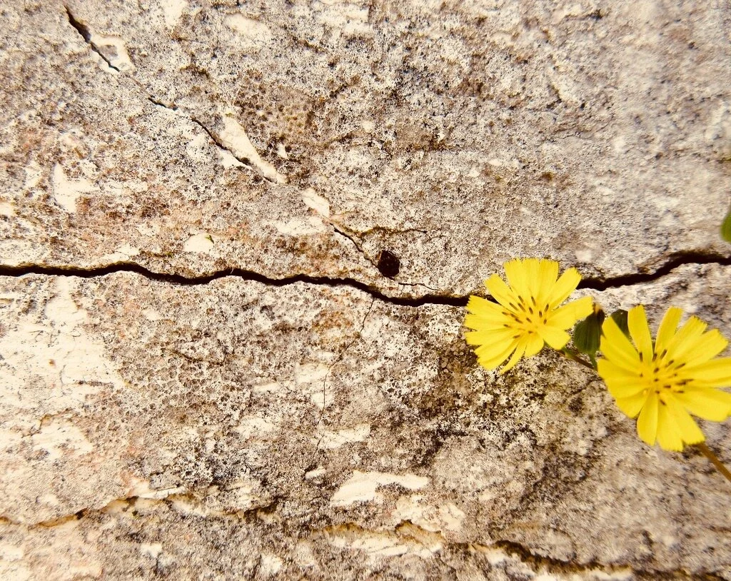 A FLOWER IN A CANYON