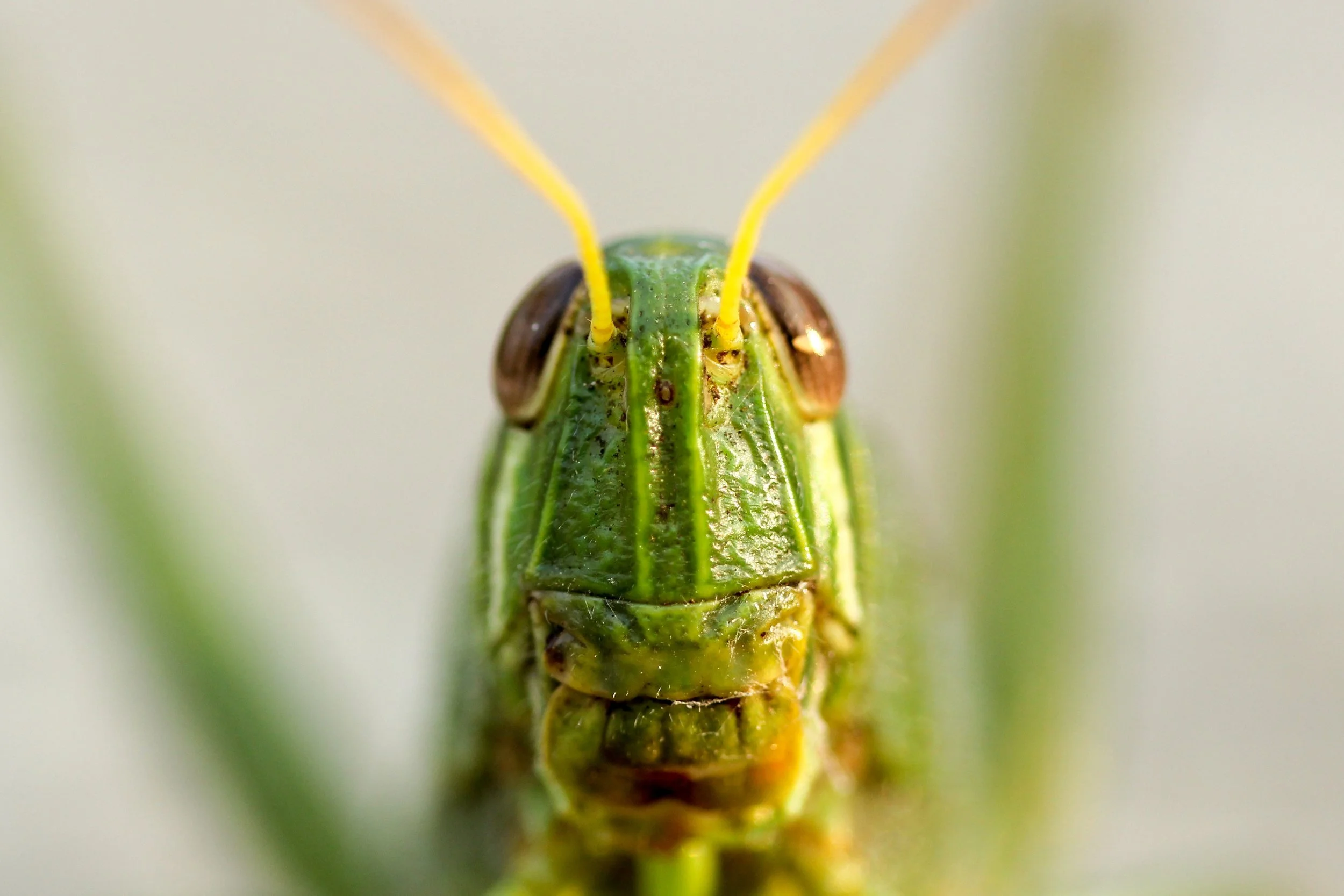The grasshopper **GUEST POST**