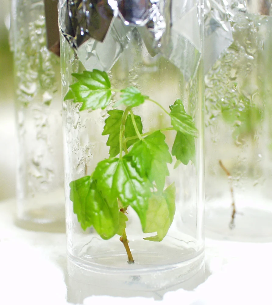 A Banner Year at Methuselah