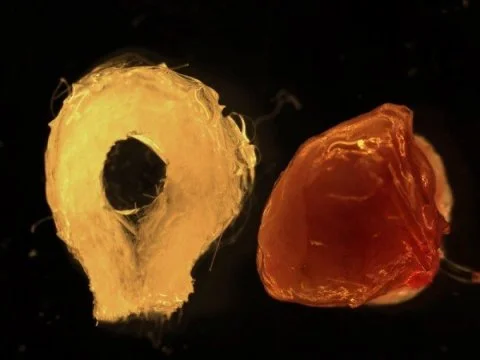 Biodegradable scaffold (left) and human tissue-engineered liver (right). Credit: The Saban Research Institute at Children's Hospital Los Angeles
