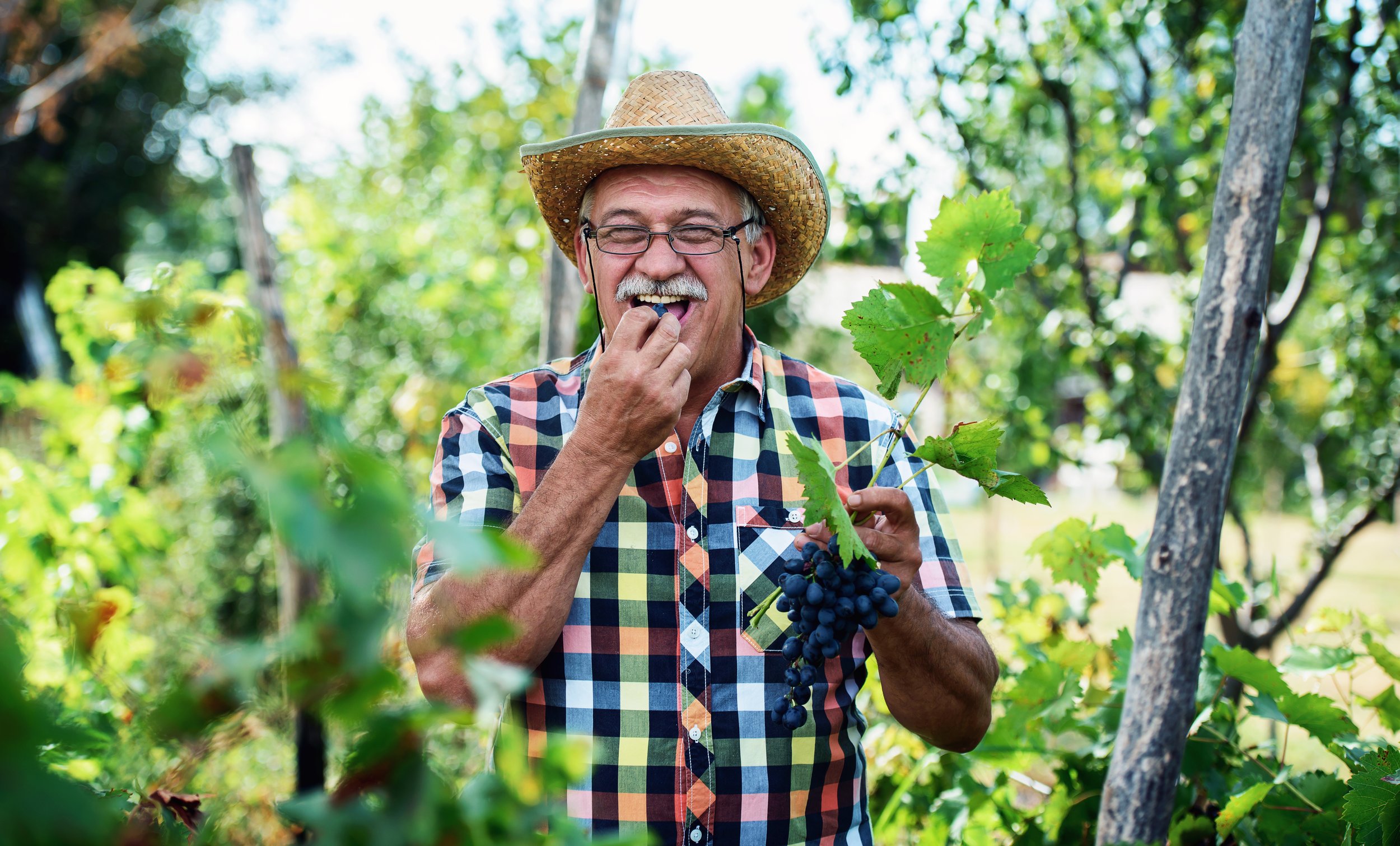 Can eating grapes lead to a longer life?