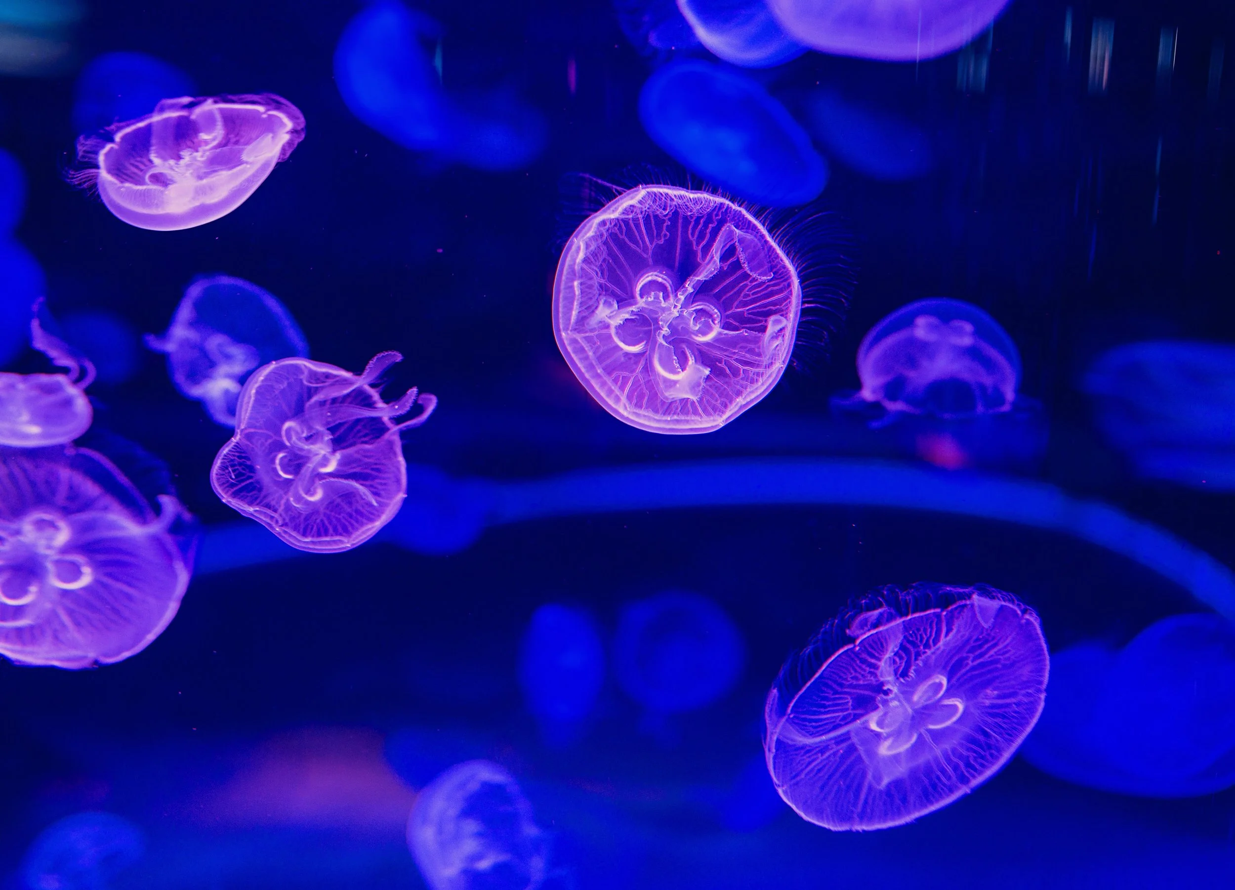 Our understanding of human aging may depend on ‘immortal jellyfish’