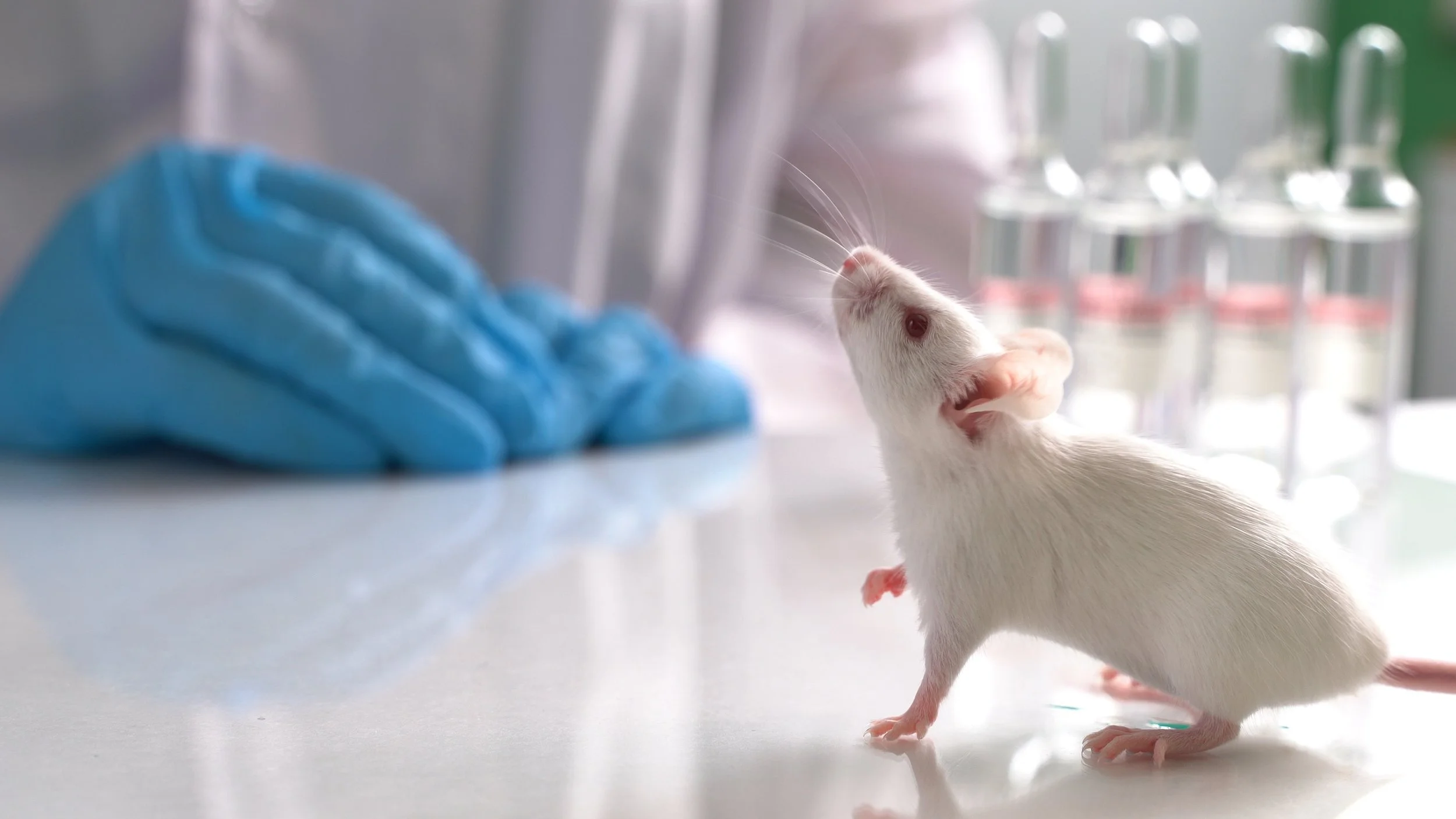 It’s time researchers start focusing on better alternatives to animal testing rather than discuss its ethics