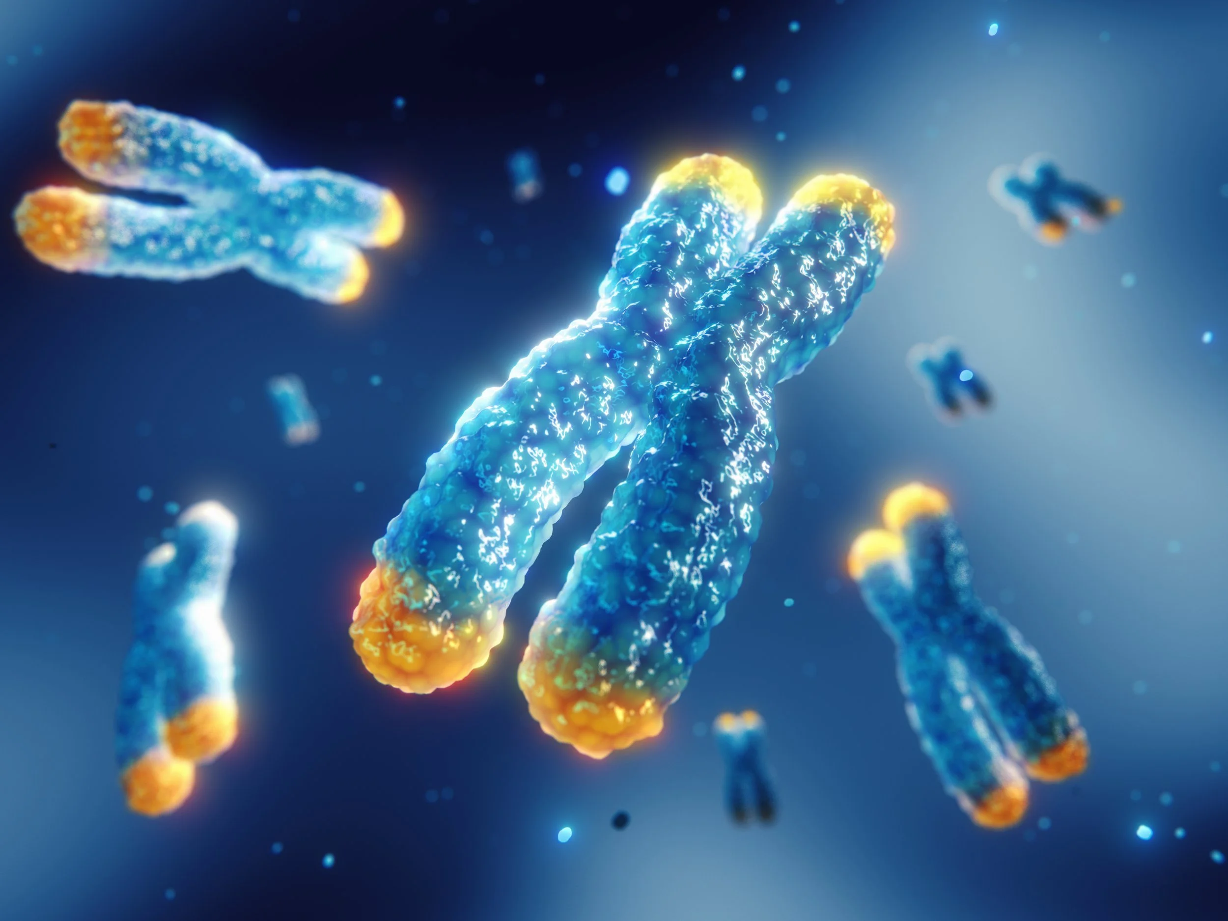 Telomeres may be the key to better understanding cancer and aging