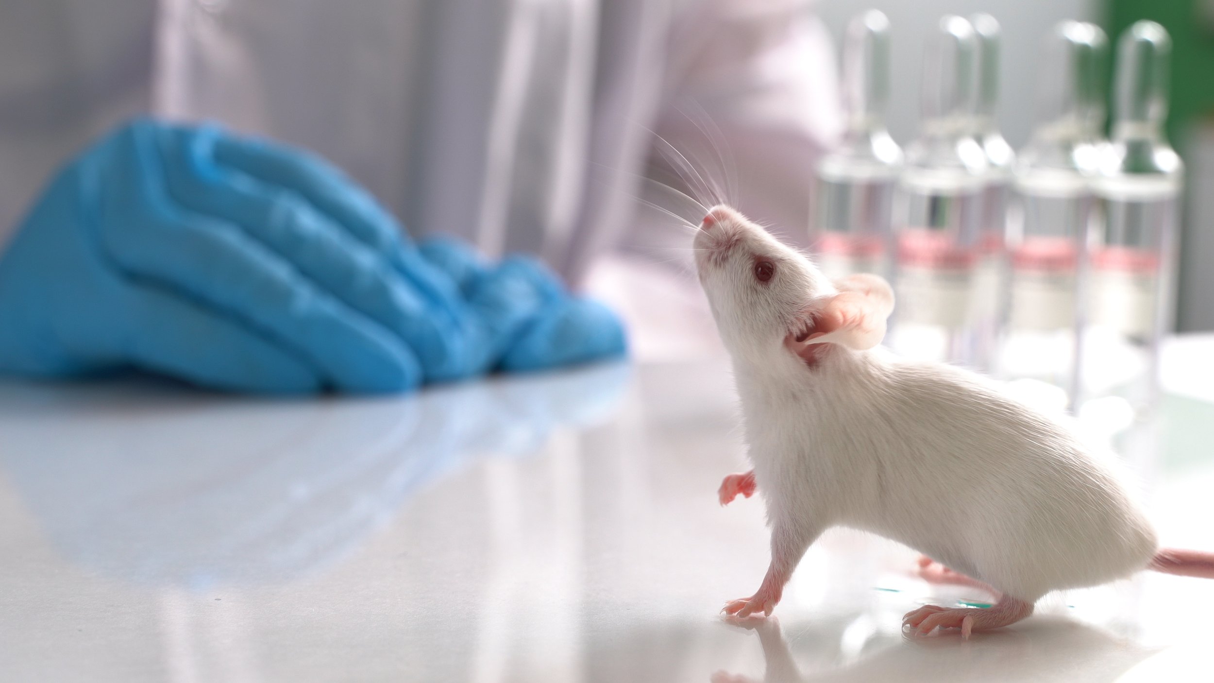 It's time researchers start focusing on better alternatives to animal  testing rather than discuss its ethics — Methuselah Foundation