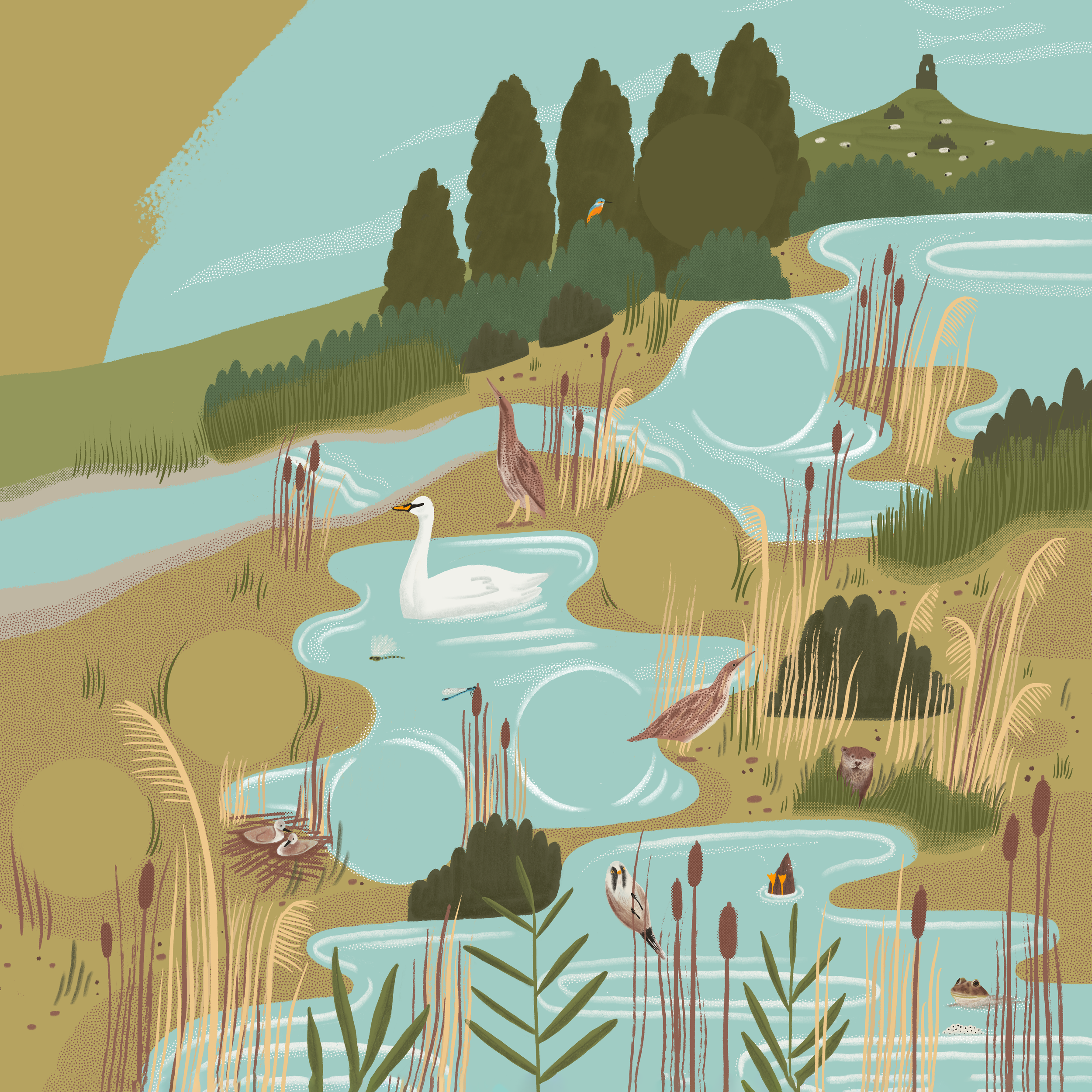 Wetland SWT.png