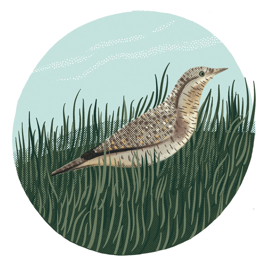 Wryneck.png