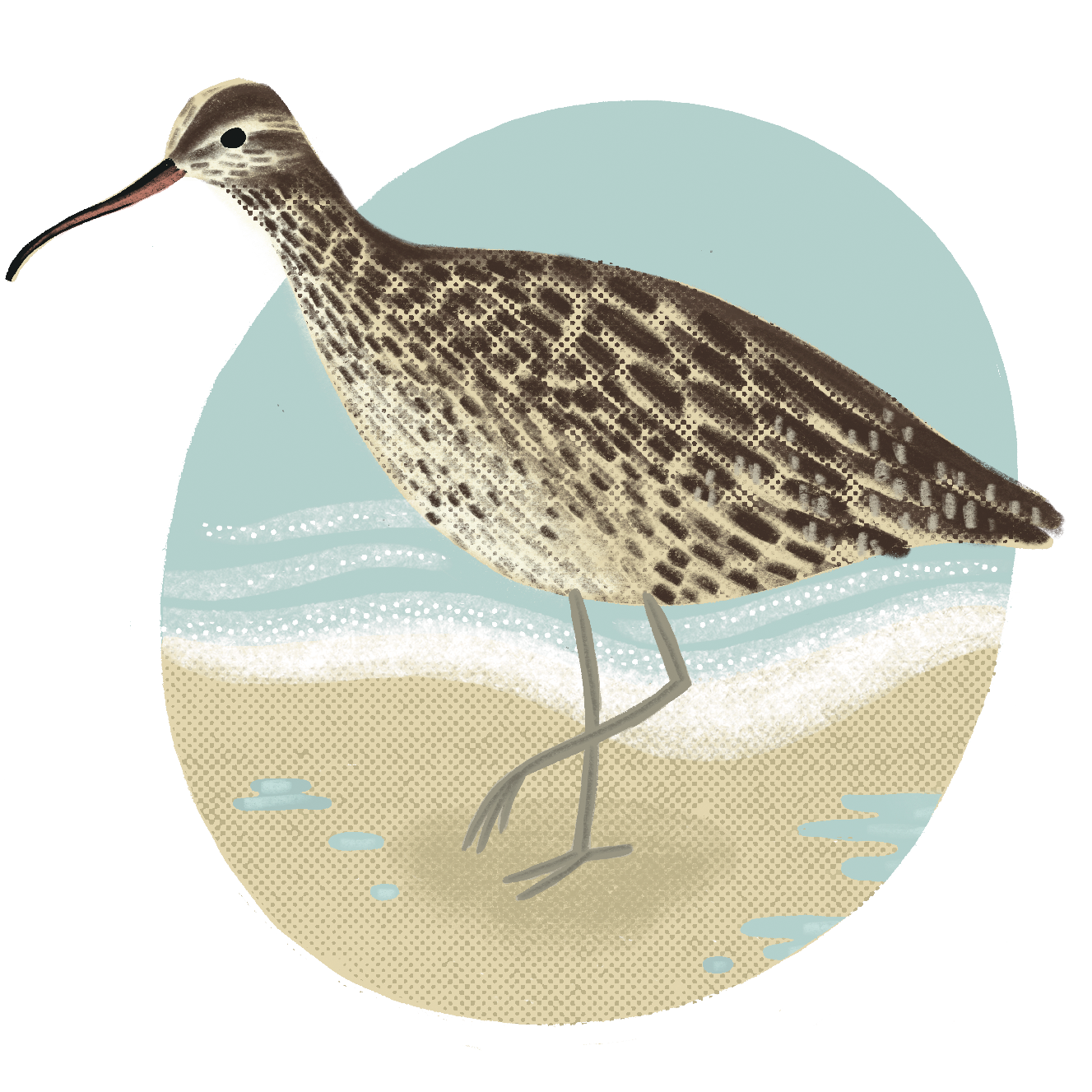 Whimbrel_.png