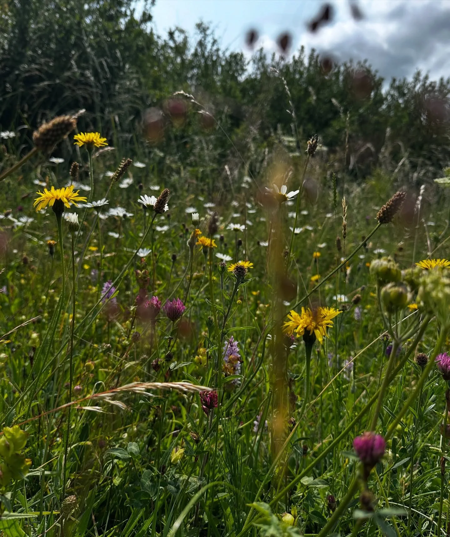 Recent nature musings at home and on camping trips to Cornwall, Exmoor and Purbeck. Slowing down to see the habitats that surround us 🌿 feel the most inspired from these adventures into nature