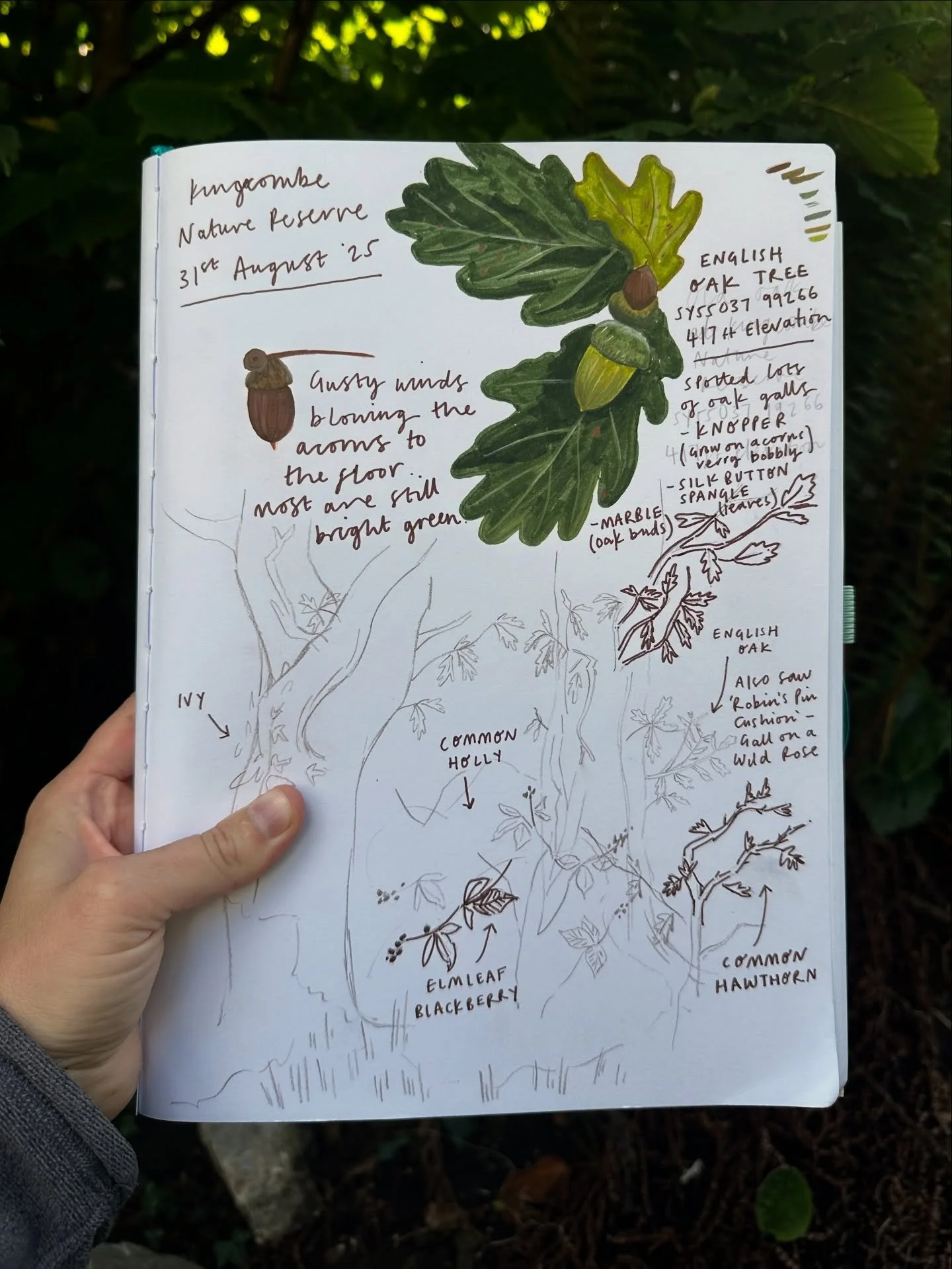 Spent the morning at @thekingcombecentre with @dorsetwildlife for the Nature Journal Club 🌿

It&rsquo;s been ages since I took some time to work in my sketchbook, and it felt good to sit and draw from life under the big oak trees! Even if I got hit 