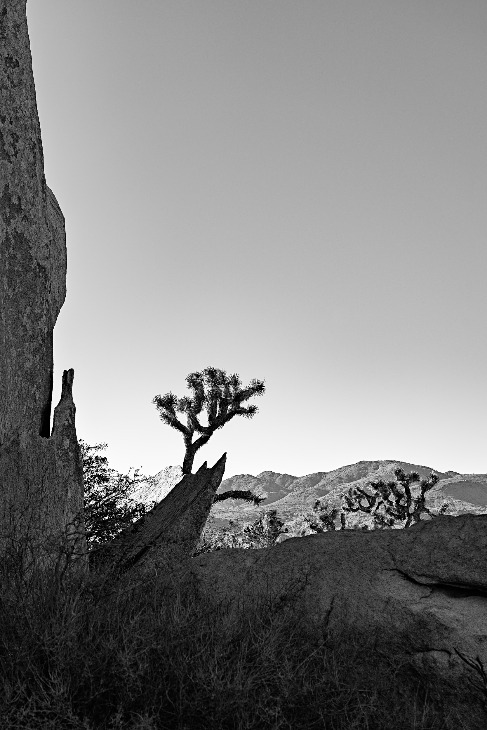 Epstein-Joshua Tree_DSC6263 B&W.jpg