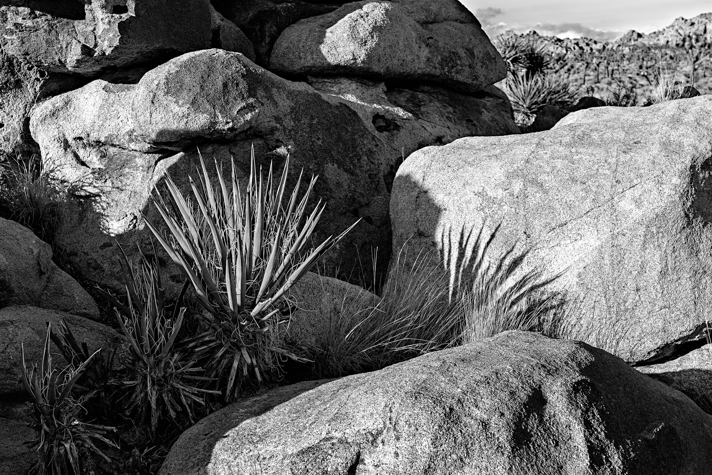 Epstein-Joshua Tree_DSC6620 B&W.jpg