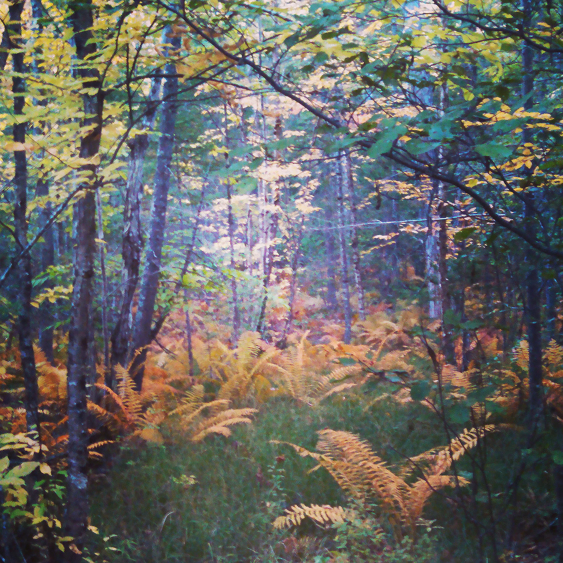fern field A.jpg