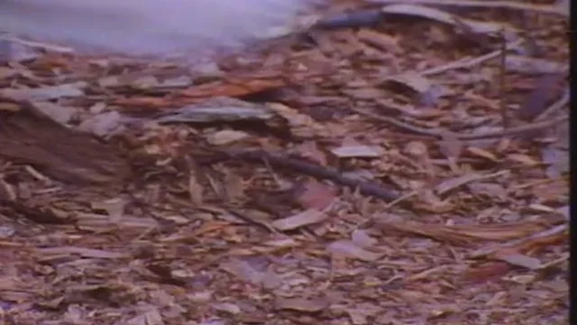 Adidas Never Made Anthem