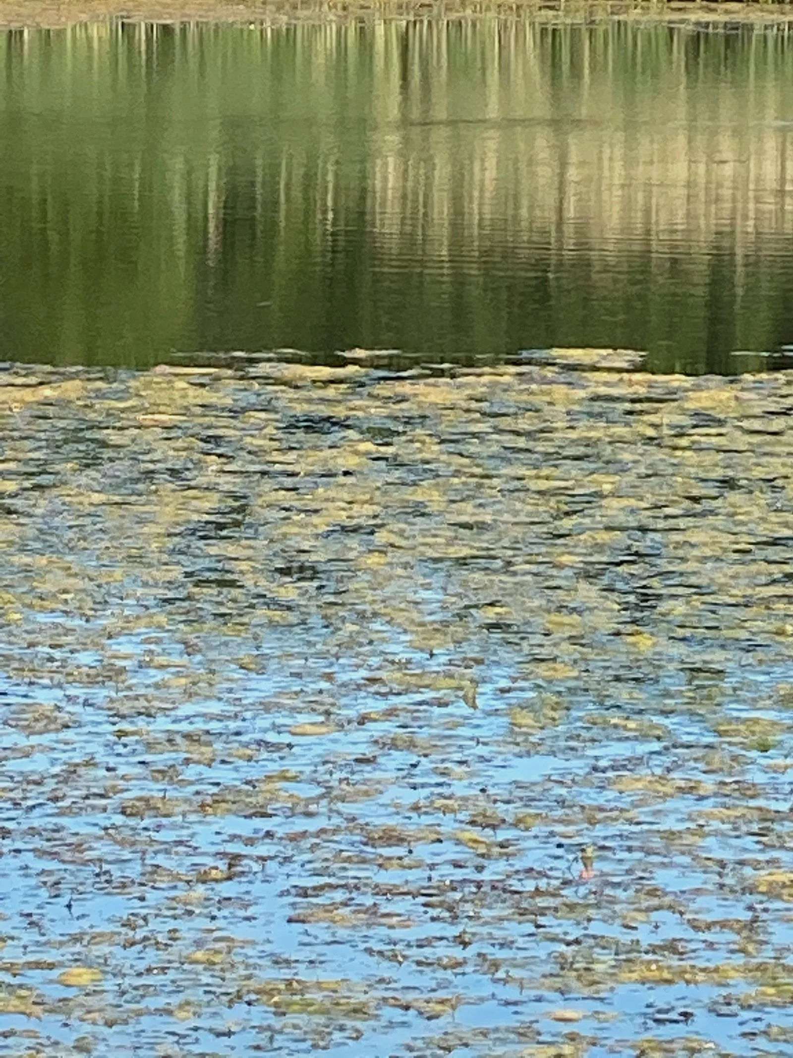 IMG_1077.jpeg