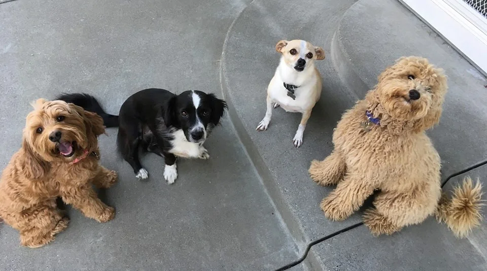 small air pump for fish tank