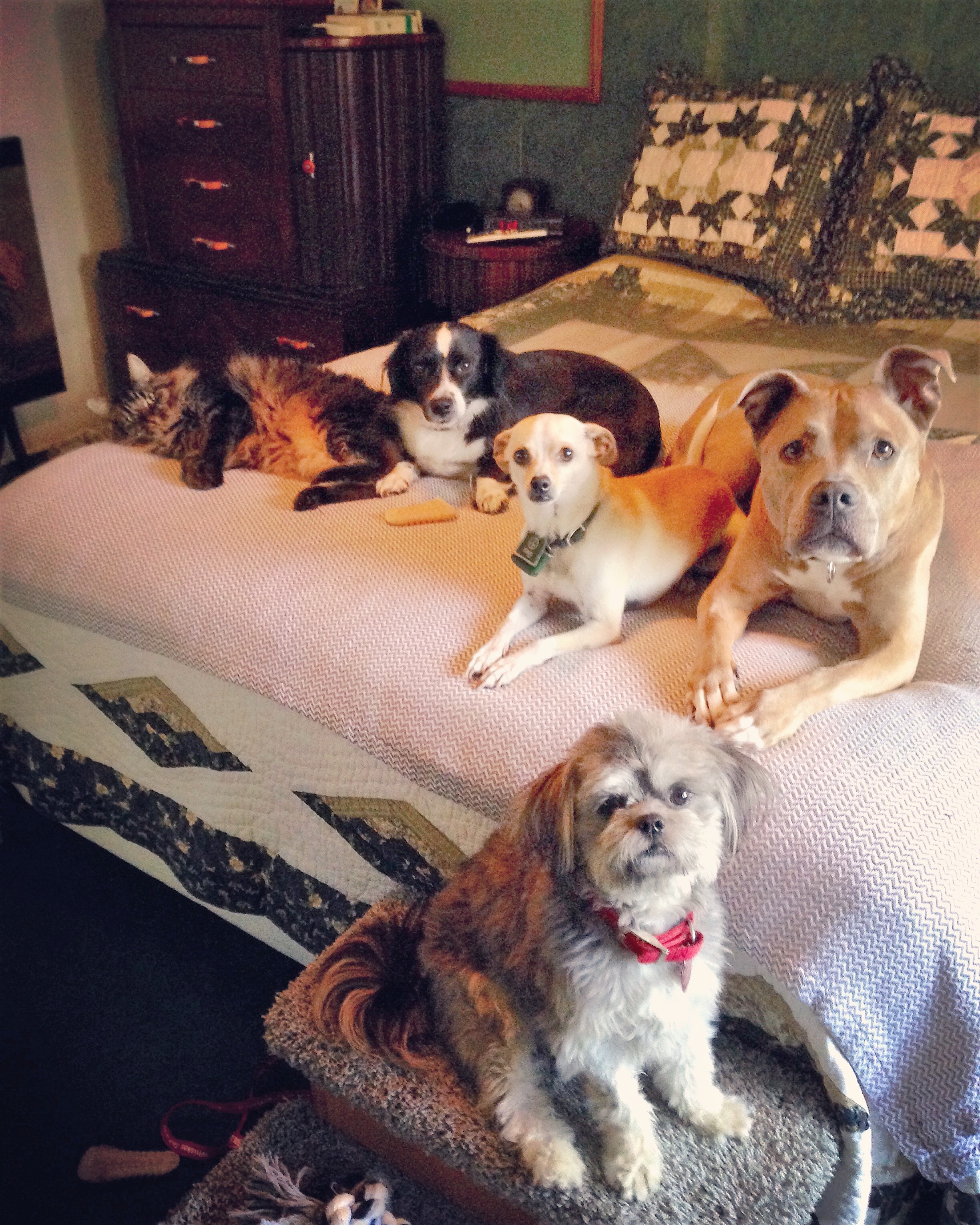 2015-11-26 Bob, Luna, Baron, Lexi & Domino.JPG