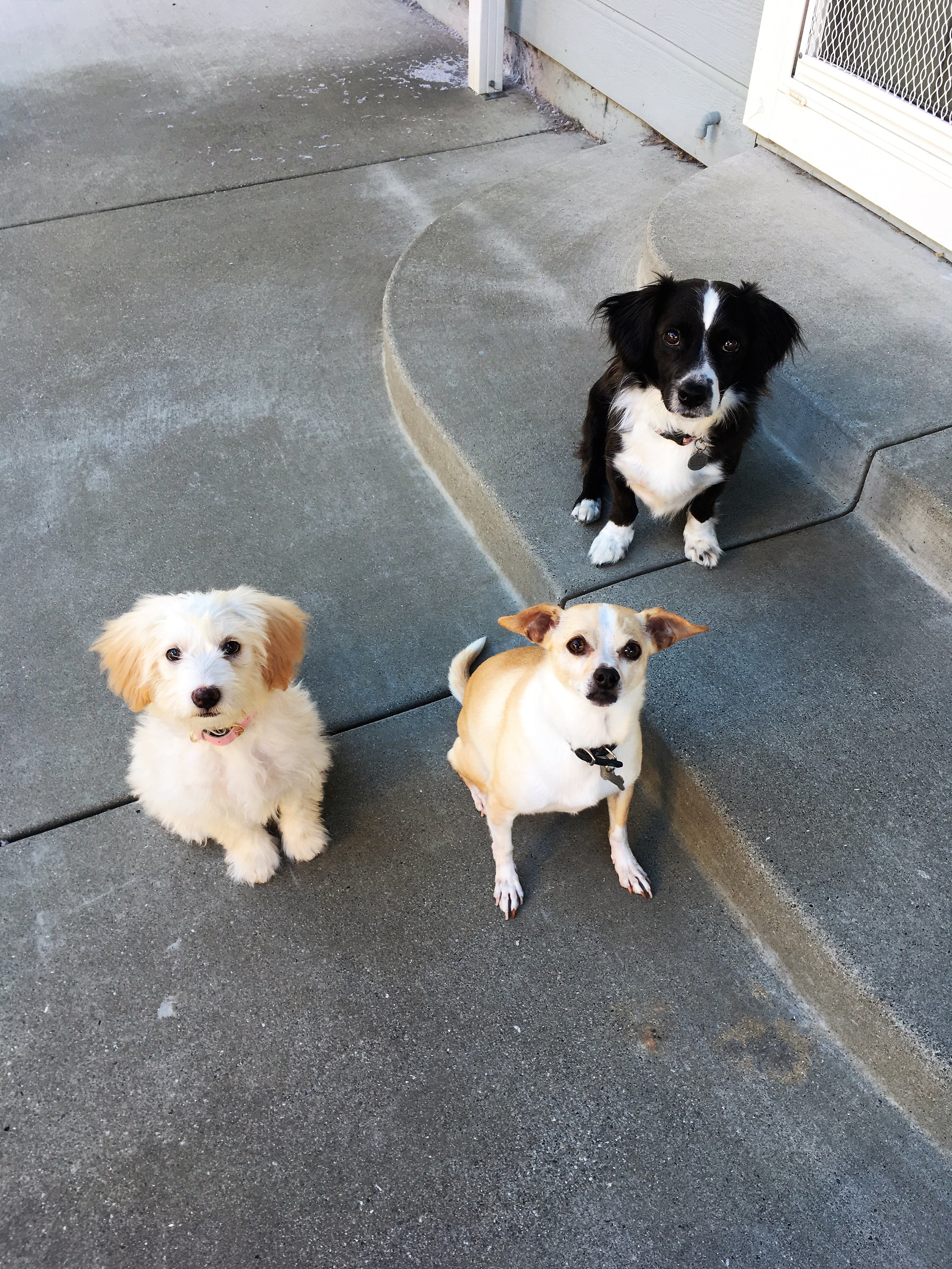 2018-3-27 Ellie, Baron & Luna.JPG