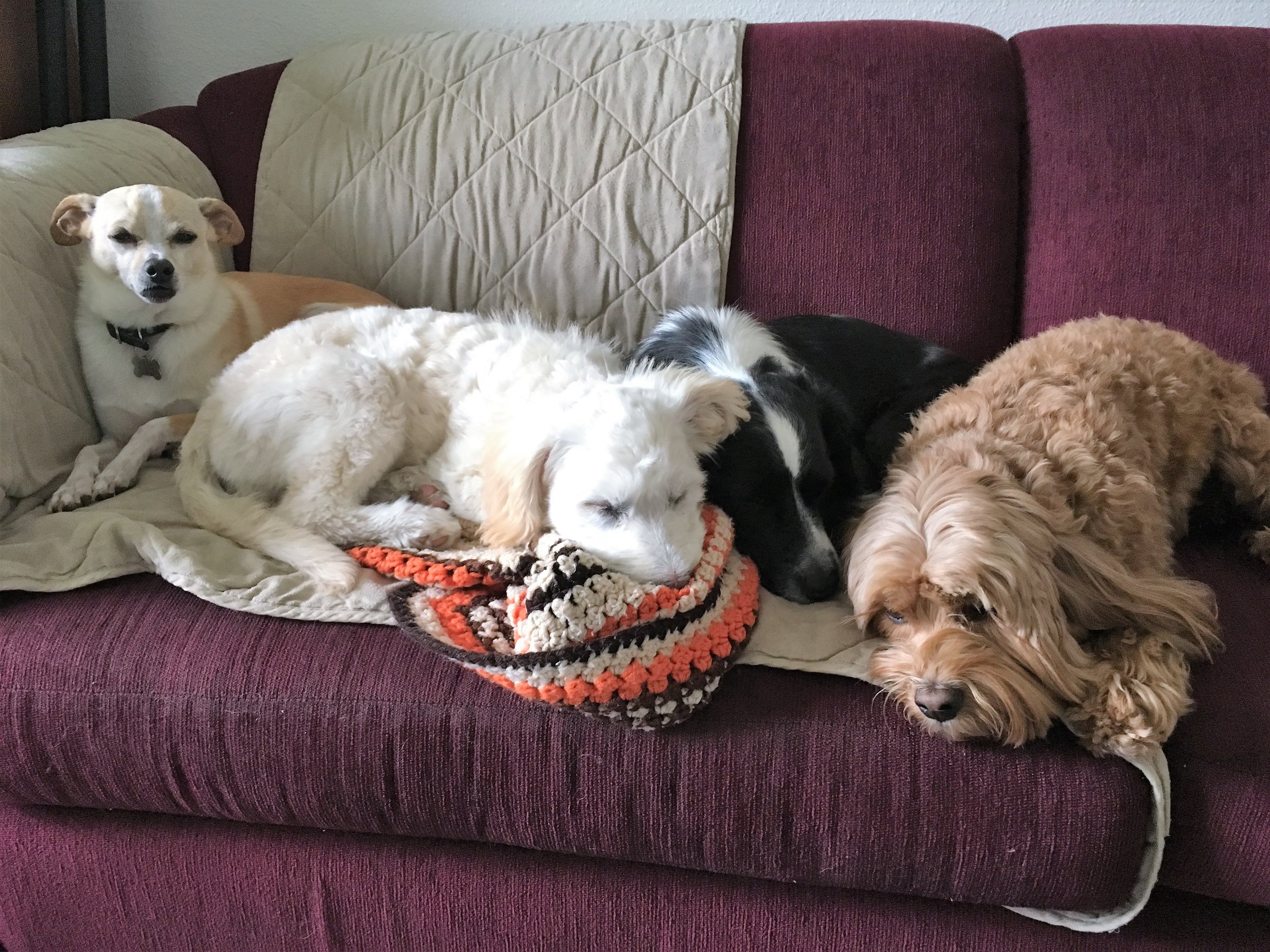 2018-4-12 Baron, Ellie, Luna & Dixie.JPG