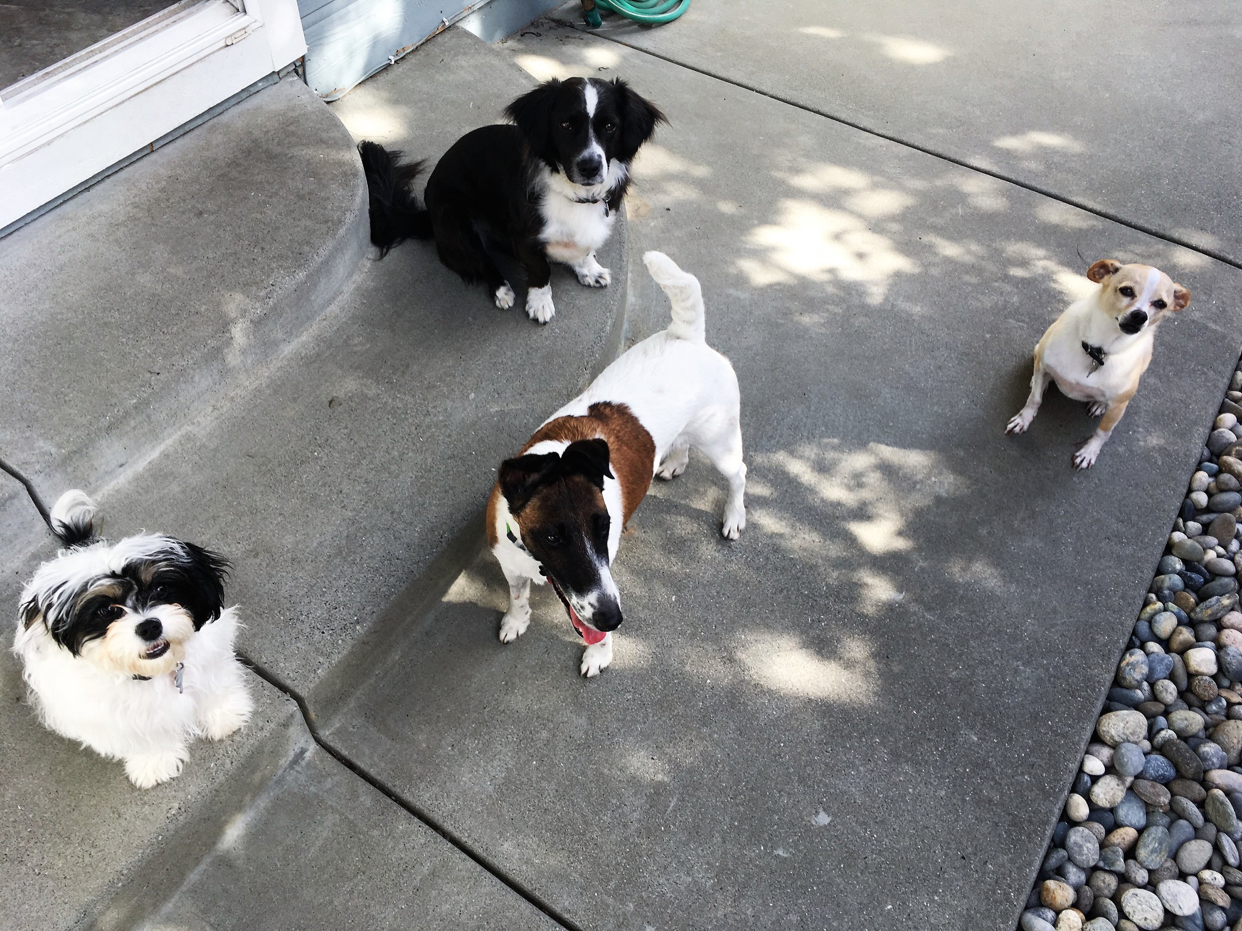 2018-4-29 Lexie, Luna, Zira & Baron.JPG