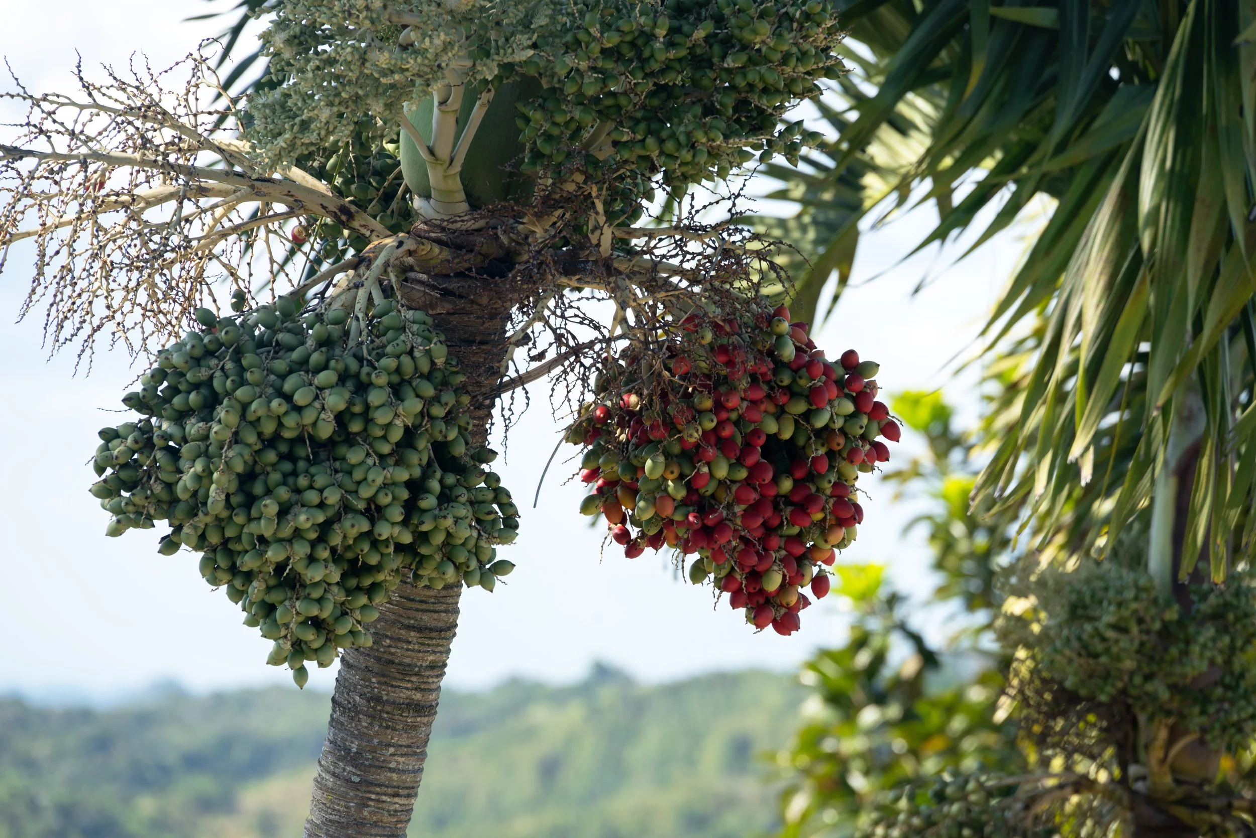 Sandra Farms Adjuntas PR 03192026 17.jpg