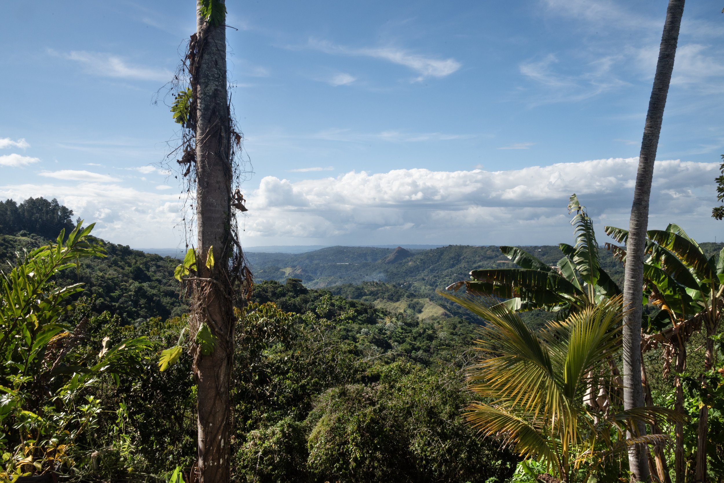 Sandra Farms Adjuntas PR 03192026 14.jpg