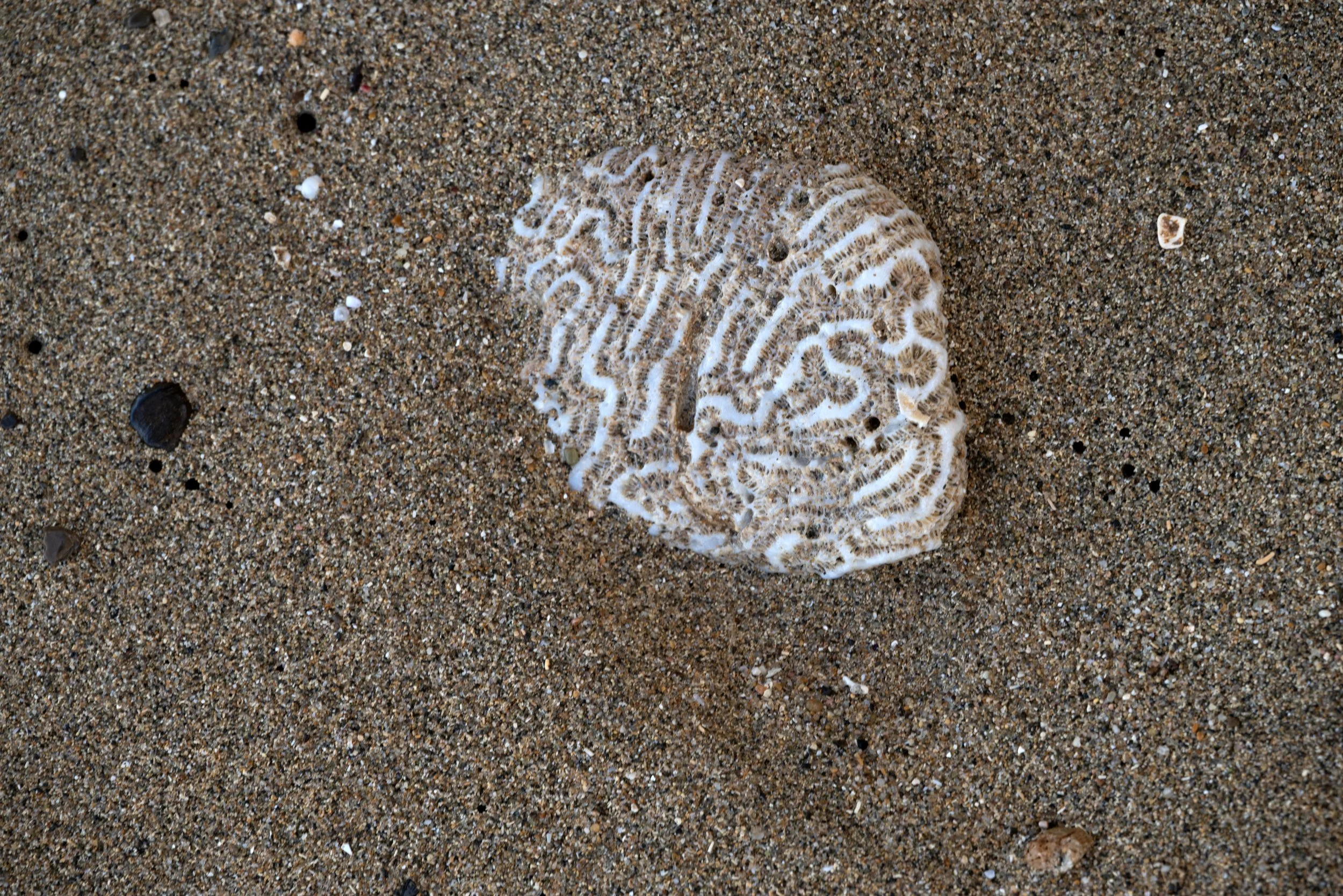 Rincon Beach PR 03202026 01.jpg