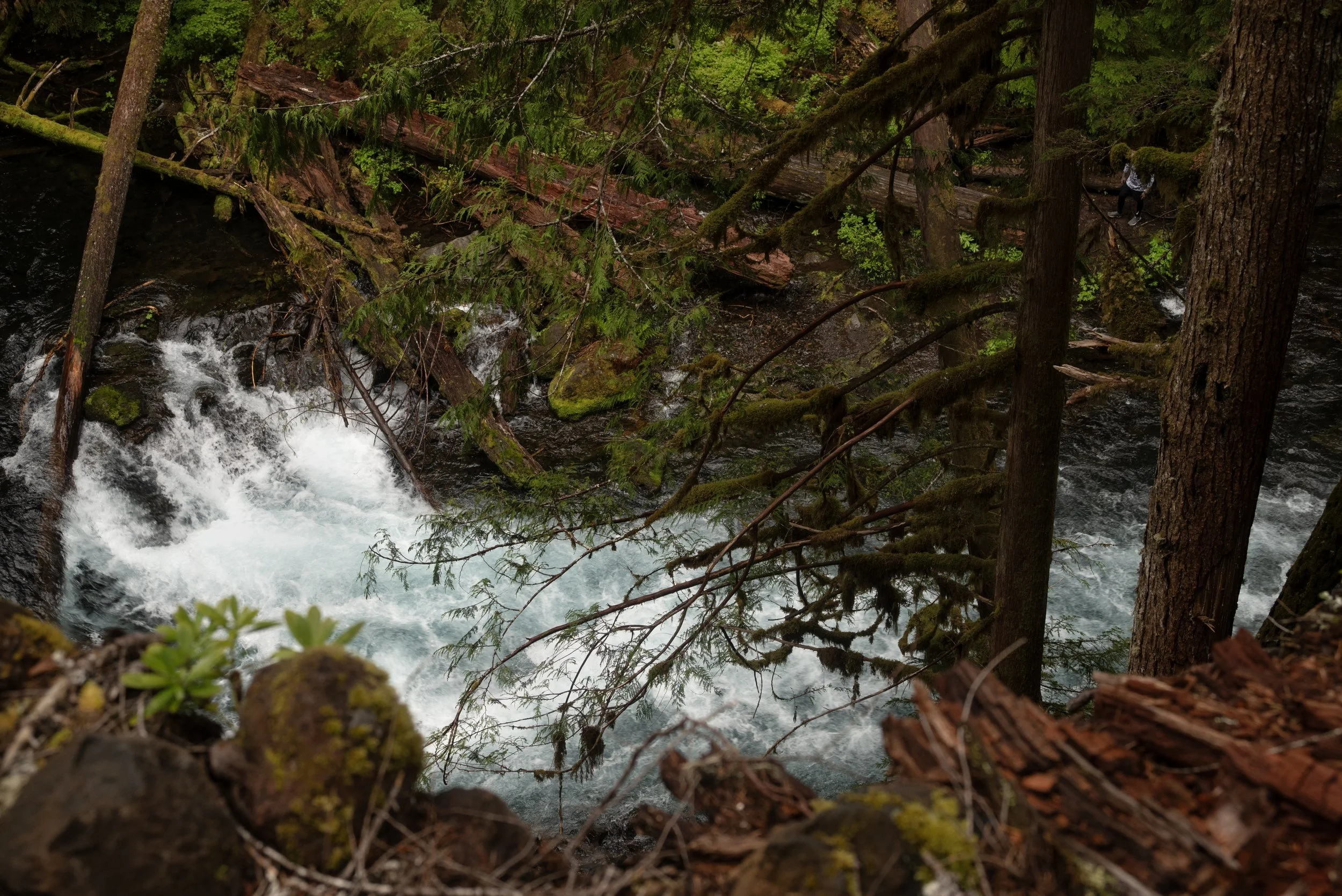 Sahalie & Koosah Fall 05222025 12.jpg