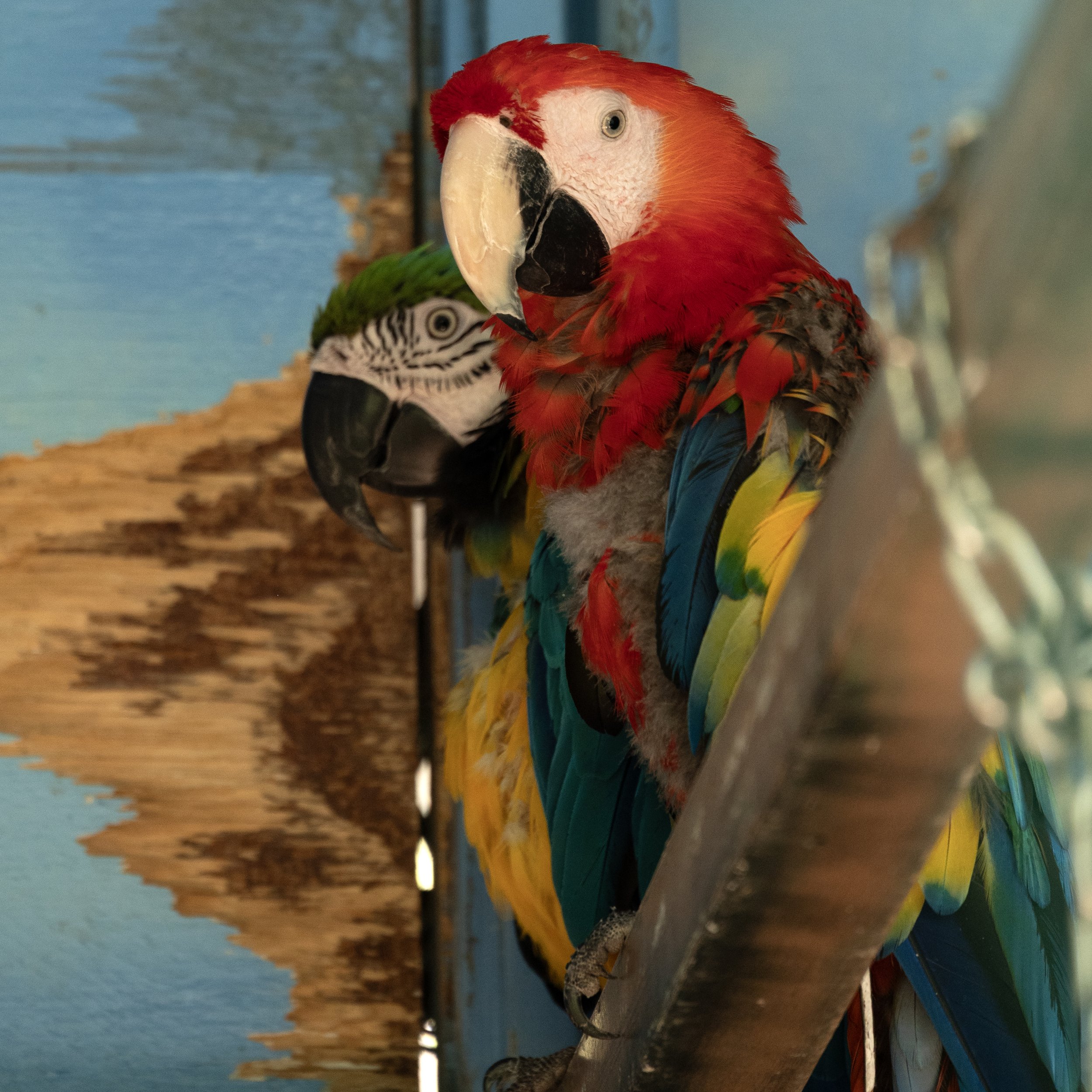 Ponce PR Don Q 03252026 07A.jpg