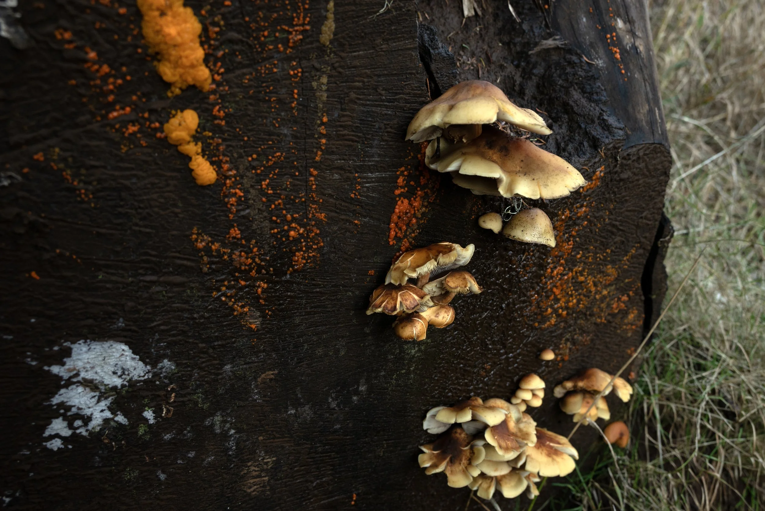 Mary's Peak 11212025 09.jpg