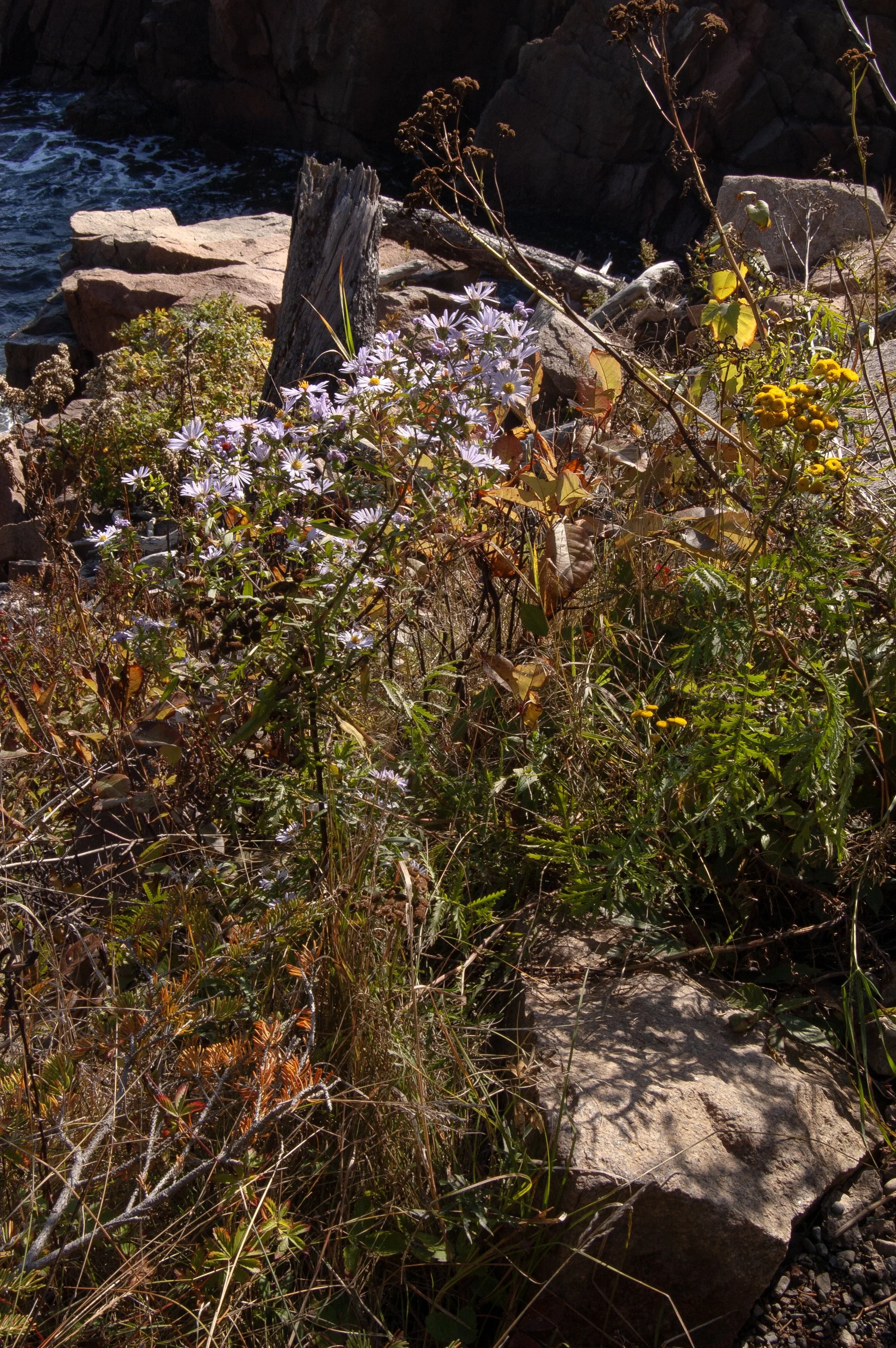 Acadia National Park 10072014 09E.jpg