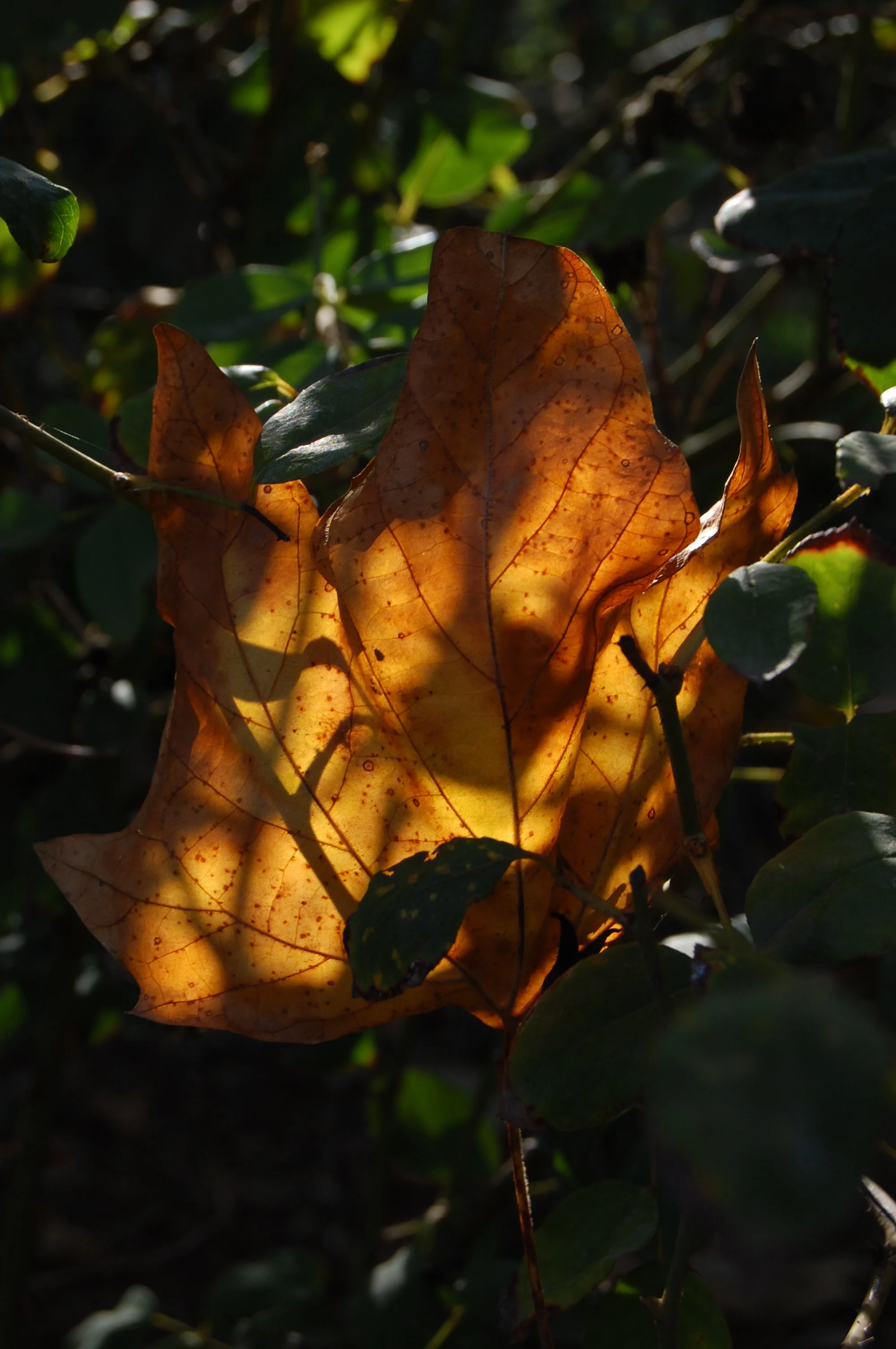 DSC_0034.JPG