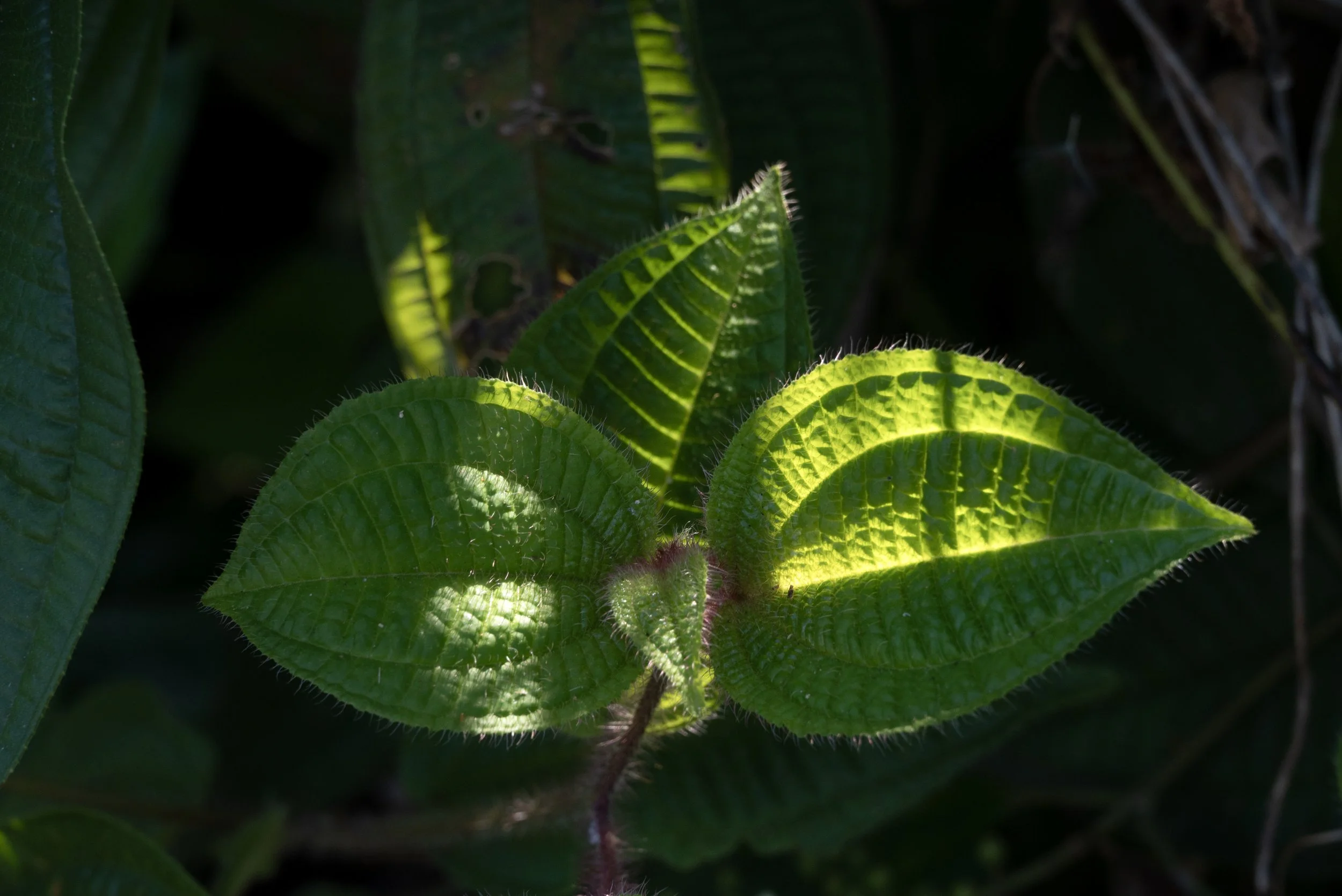 Sandra Farms Adjuntas PR 03192026 12A.jpg