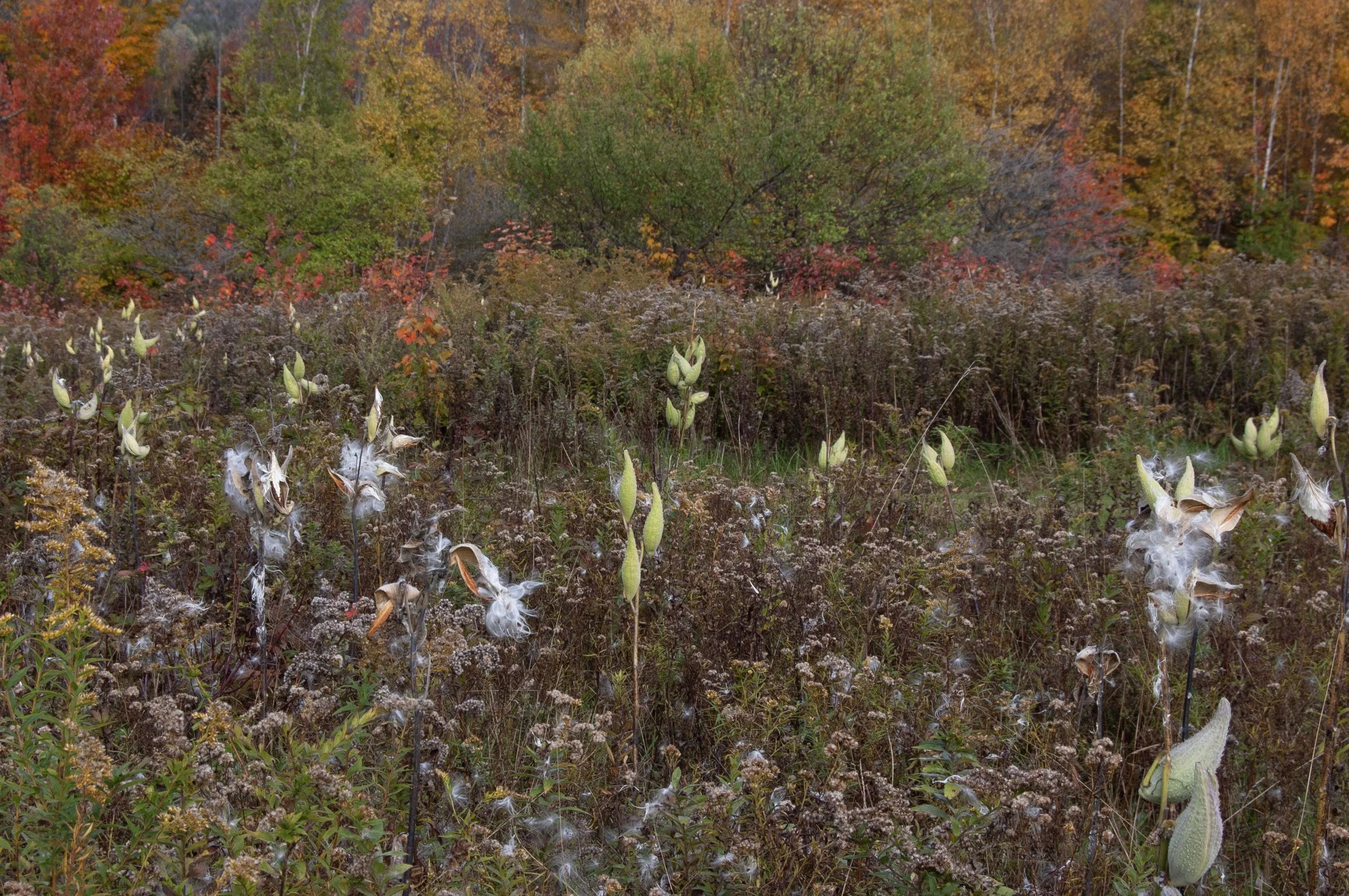 Acadia National Park 10072014 31.jpg