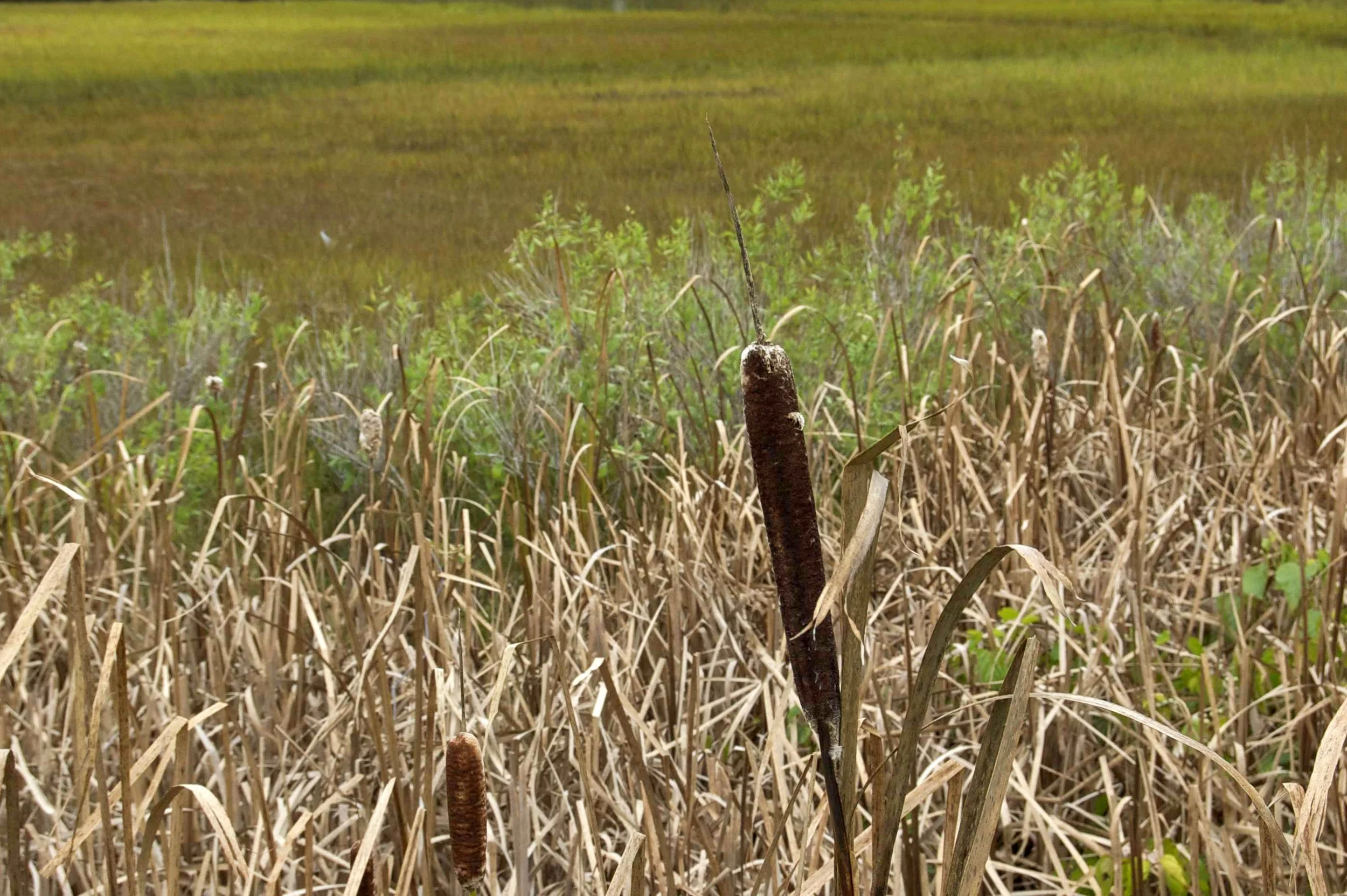 Marthas Vinyard 10042014 03.jpg