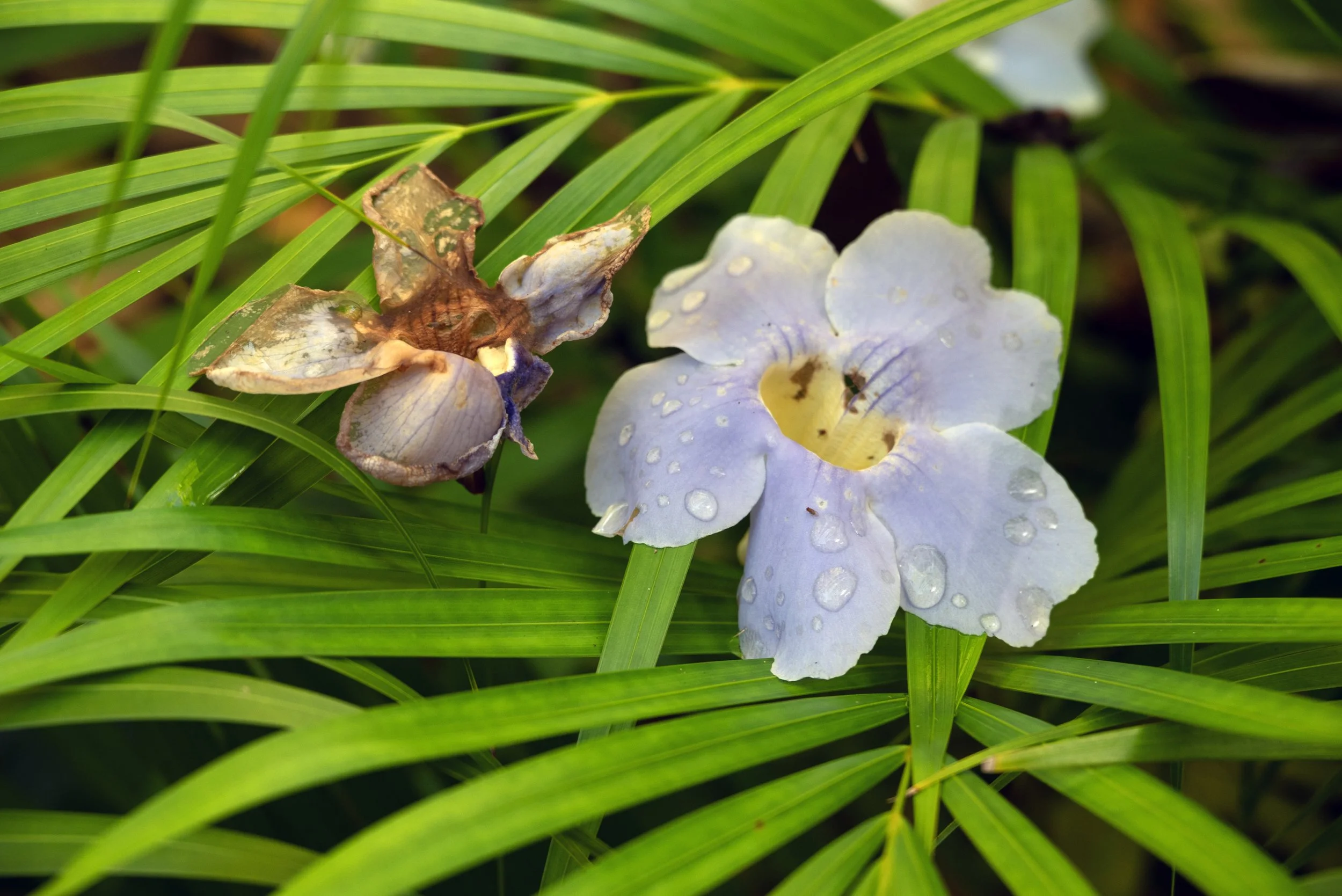 Rincon Flower 03192026 01A.jpg