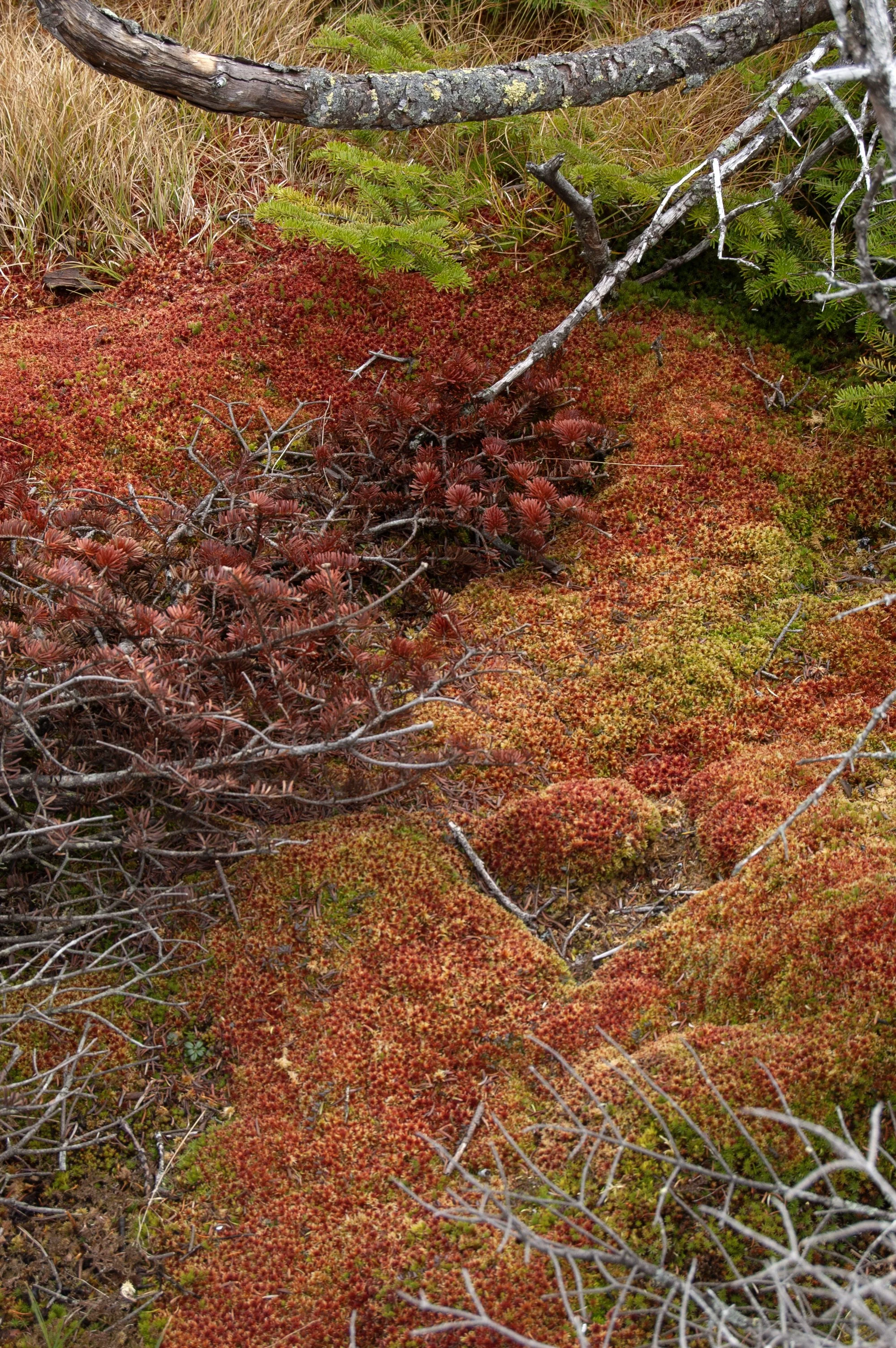 Vermont Stowe 10112014 08.jpg