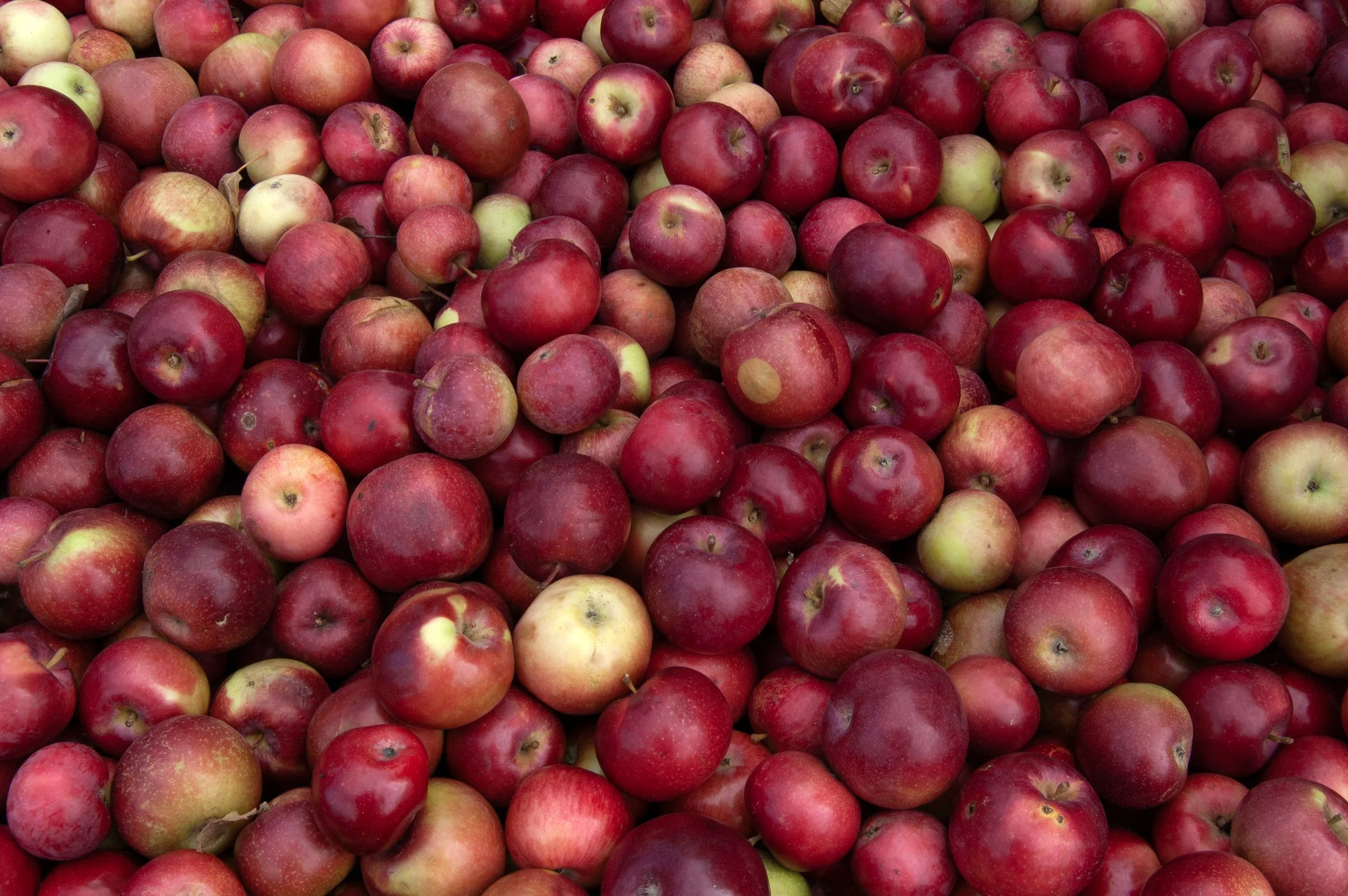 Vermont 10102014 04D.jpg