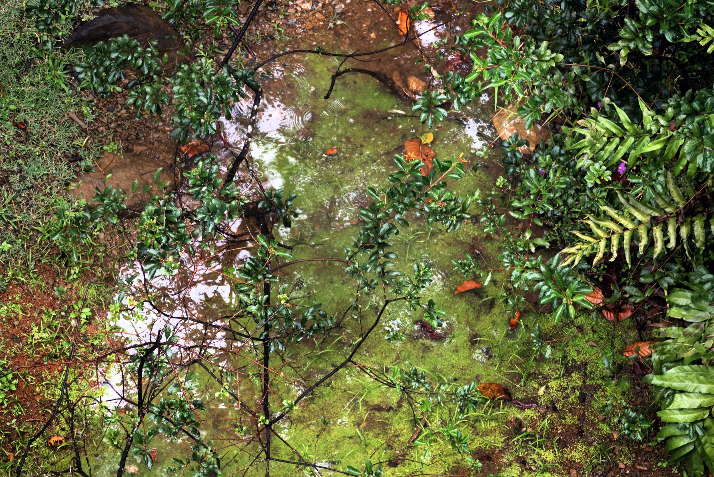 El Yunque PR 03222026 03.jpg