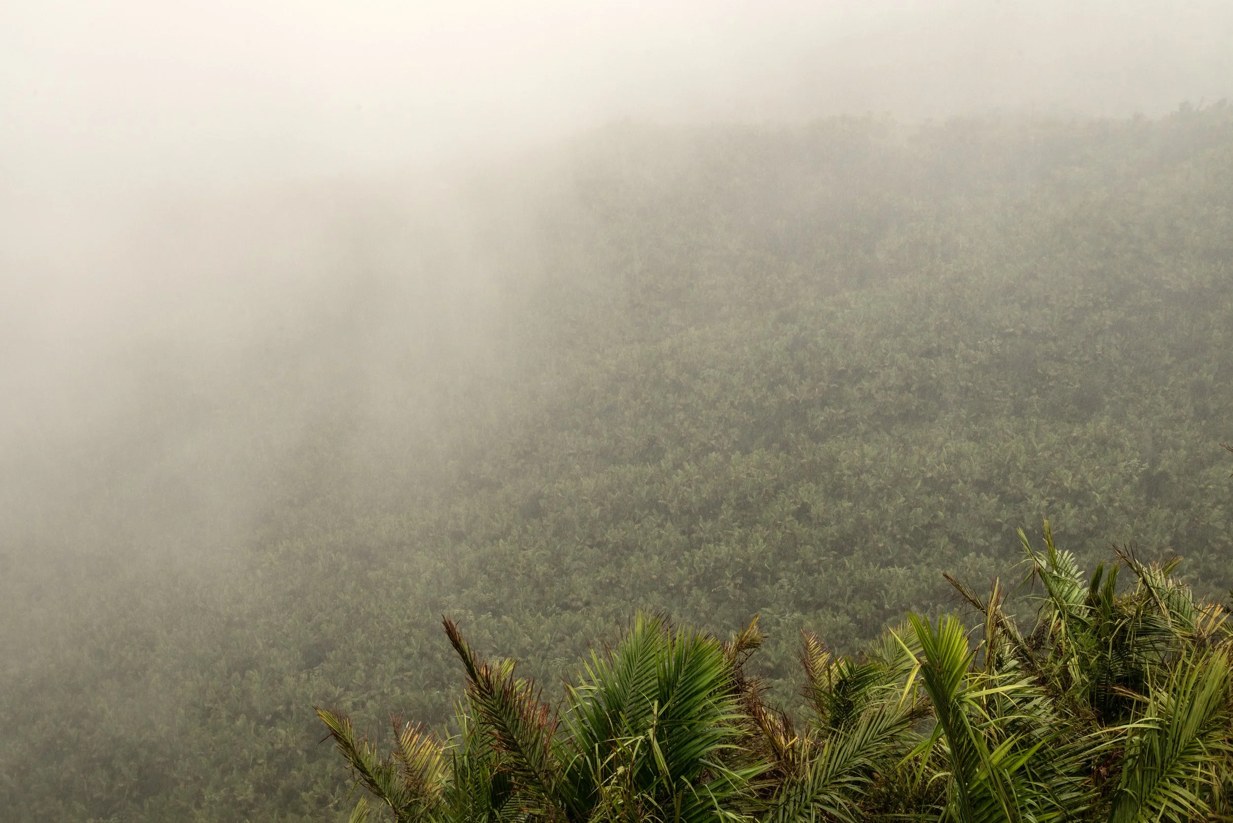 El Yunque PR 03222026 19.jpg