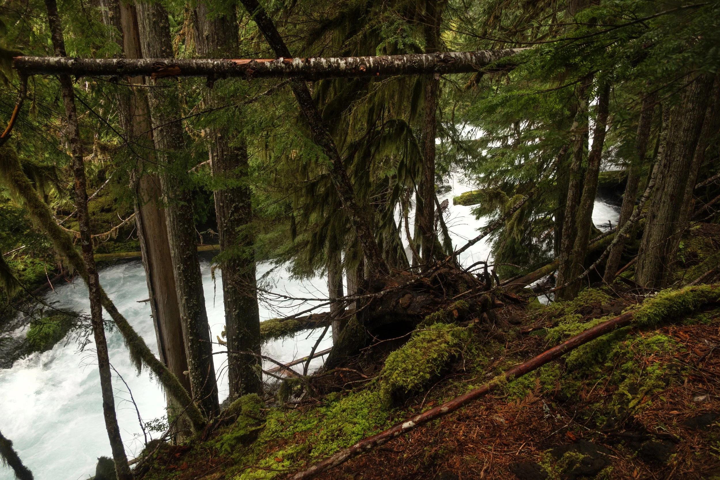 Sahalie & Koosah Fall 05222025 14.jpg