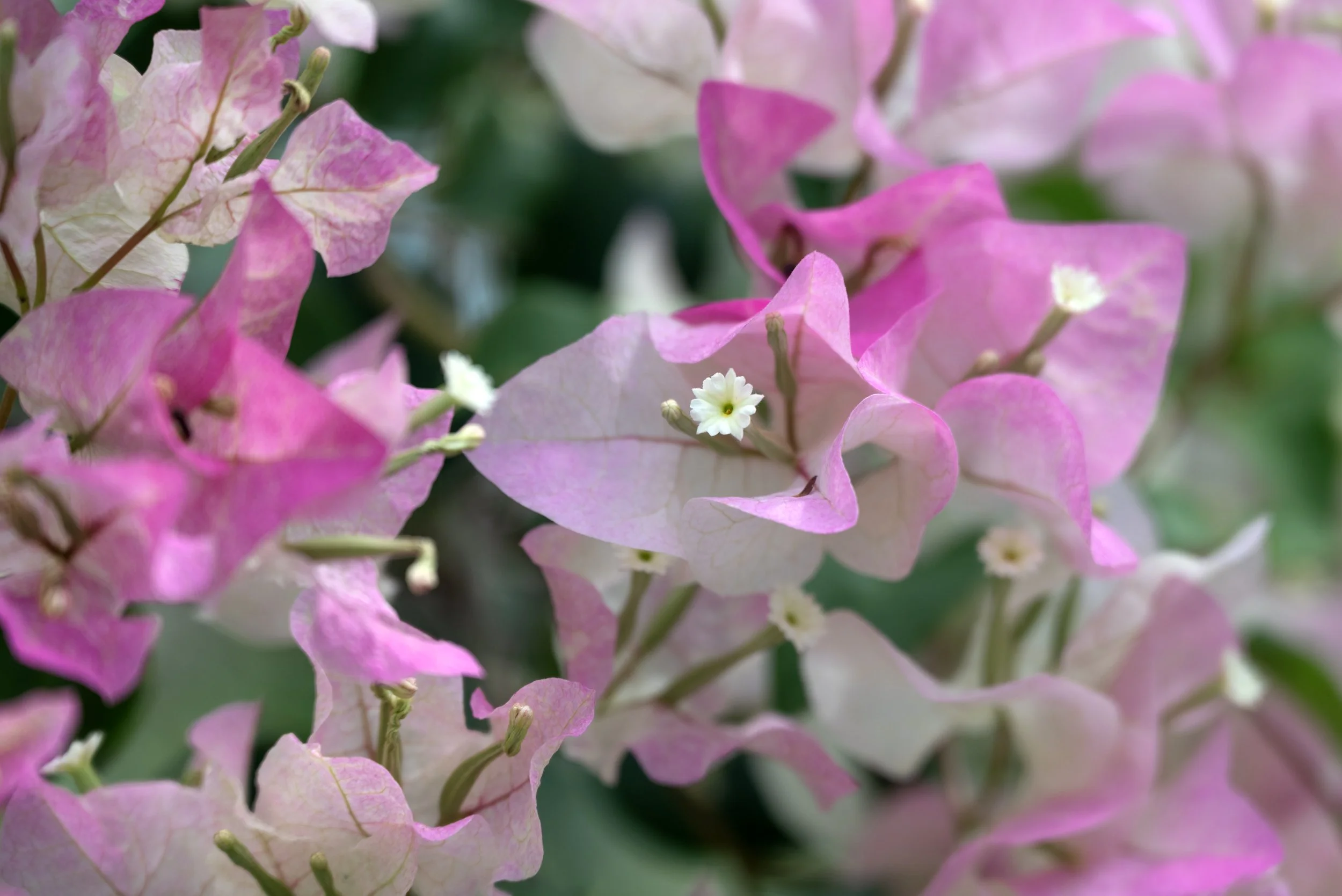 Ponce PR 03252026 05.jpg