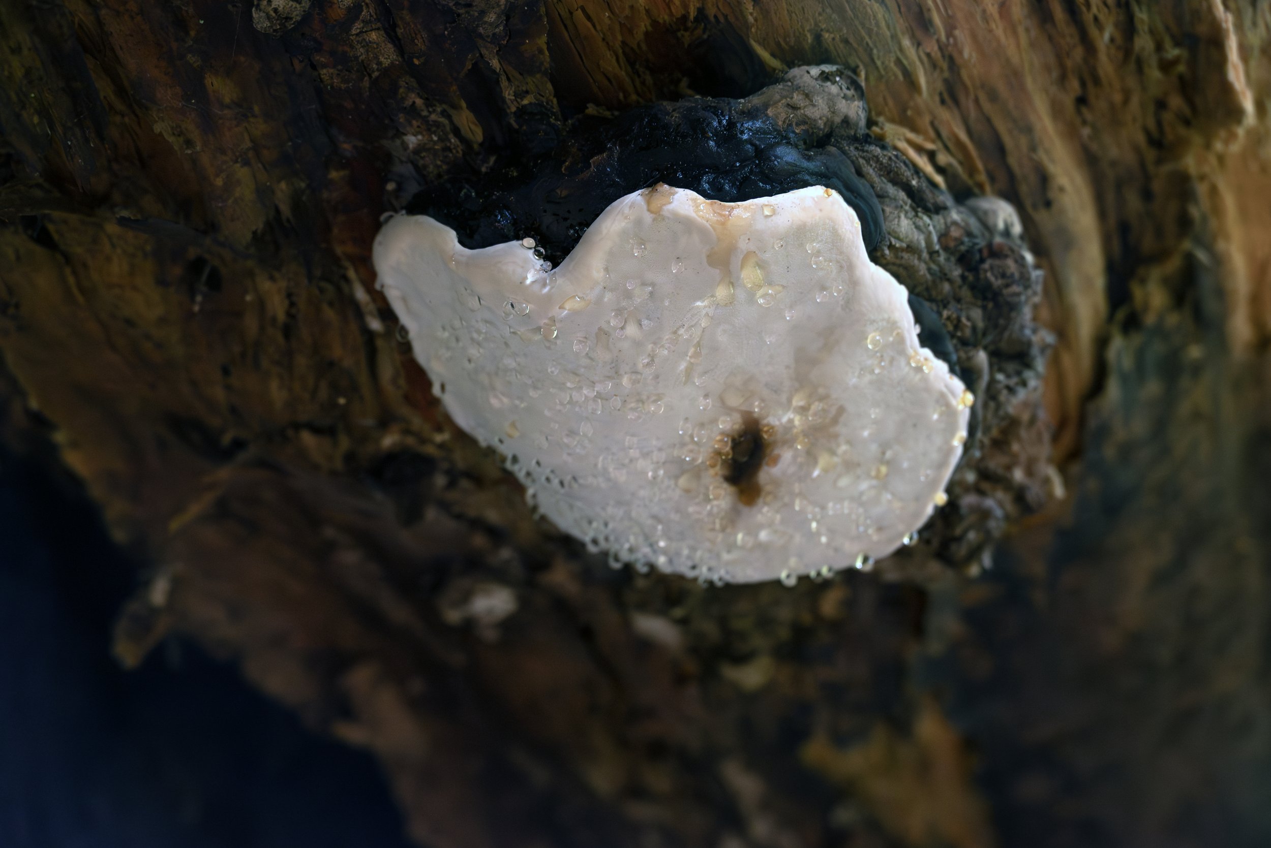 Sahalie & Koosah Fall 05222025 03.jpg