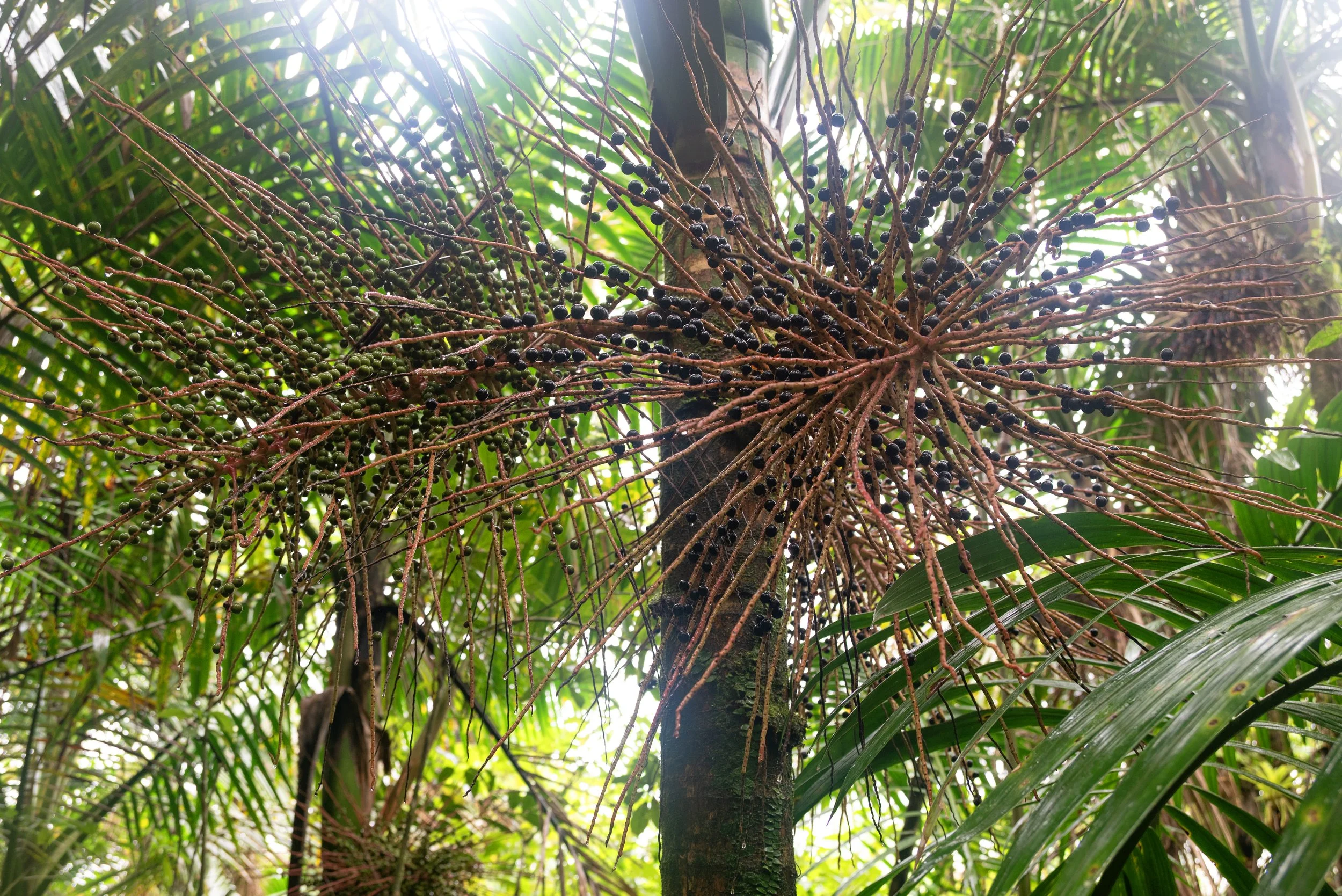 El Yunque PR 03222026 15A.jpg