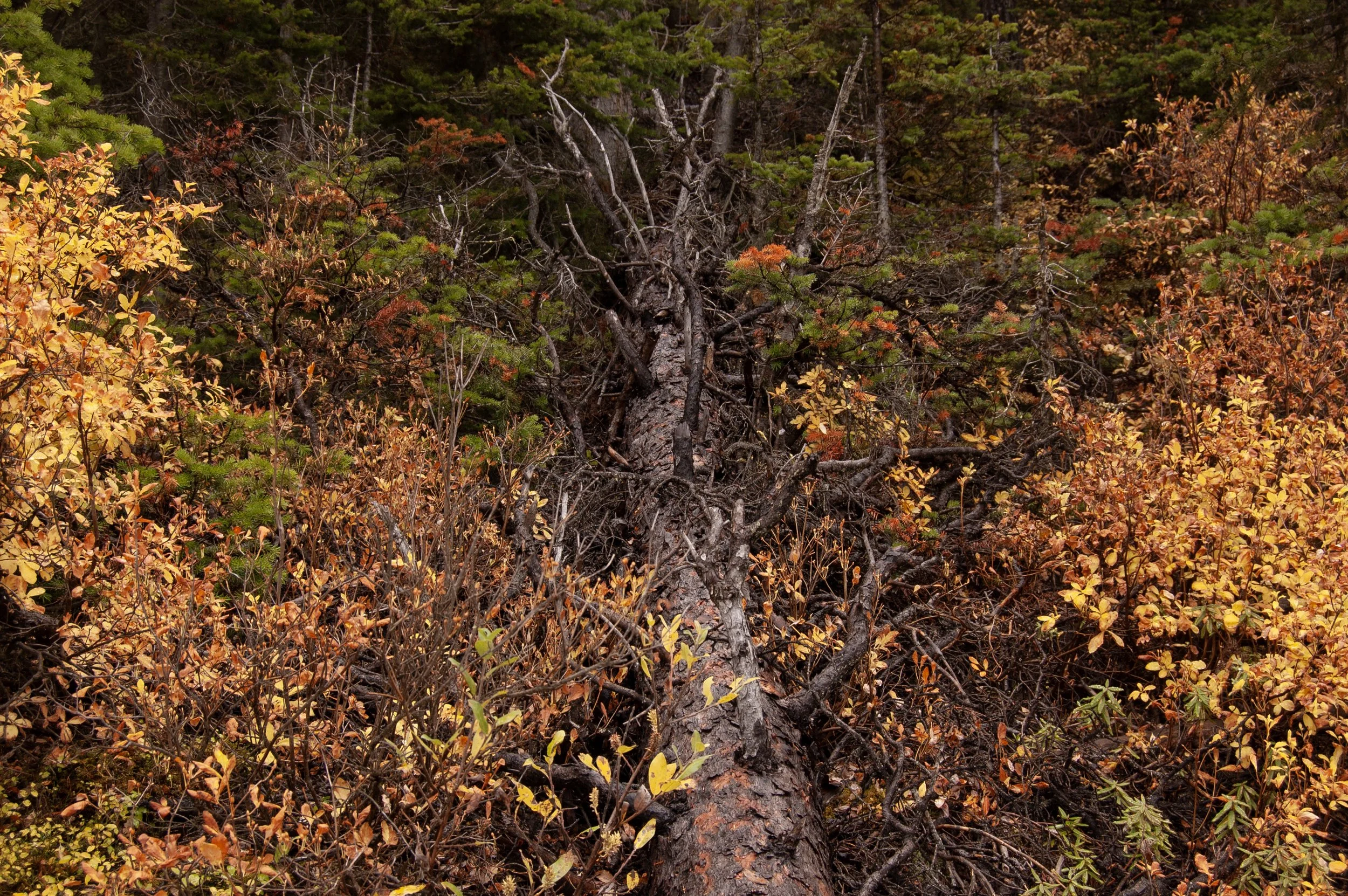 Lake Louise 10042011 06.jpg