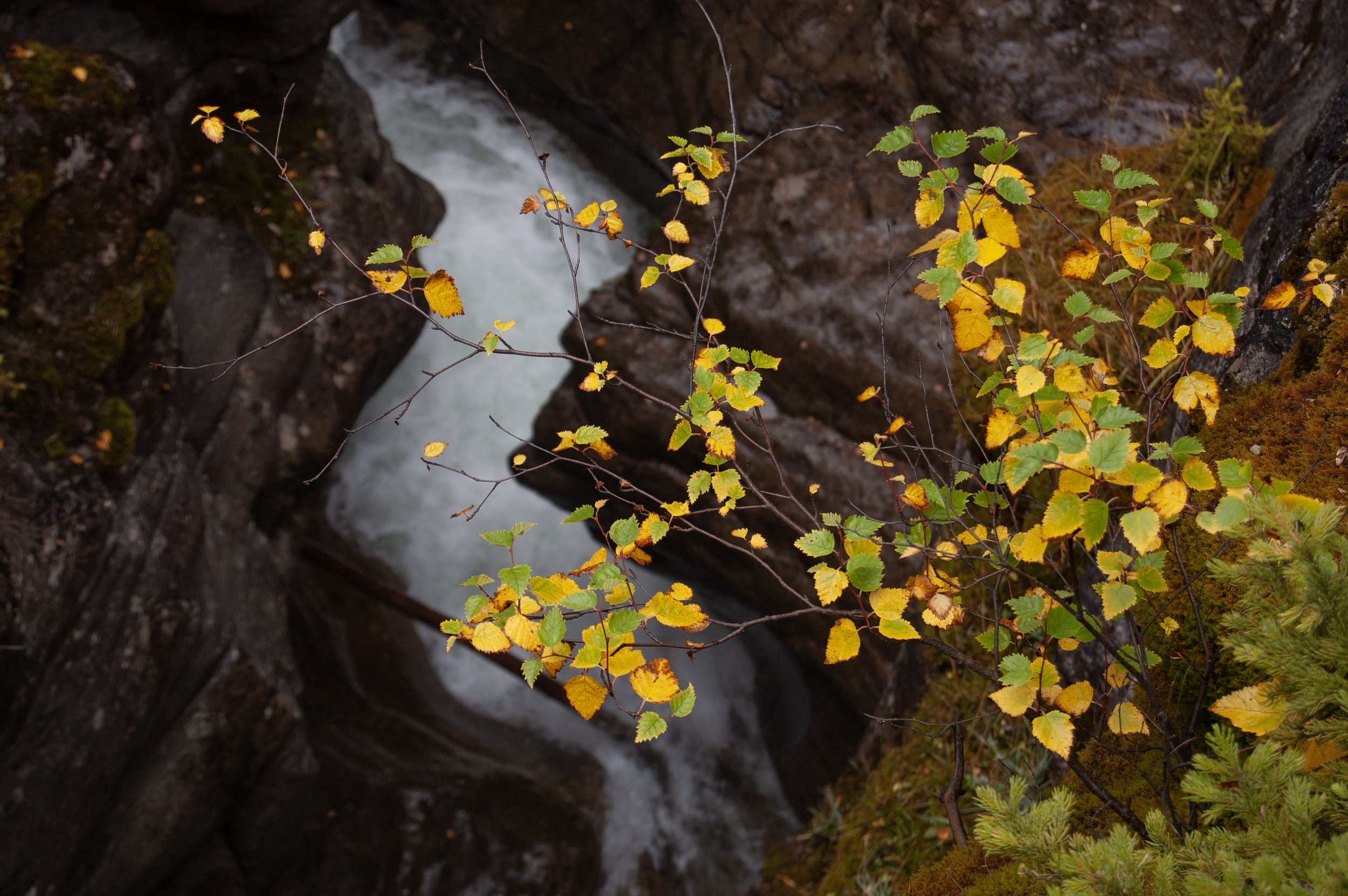 Jasper NTL Park Maligne Canyon 10022011 02.jpg
