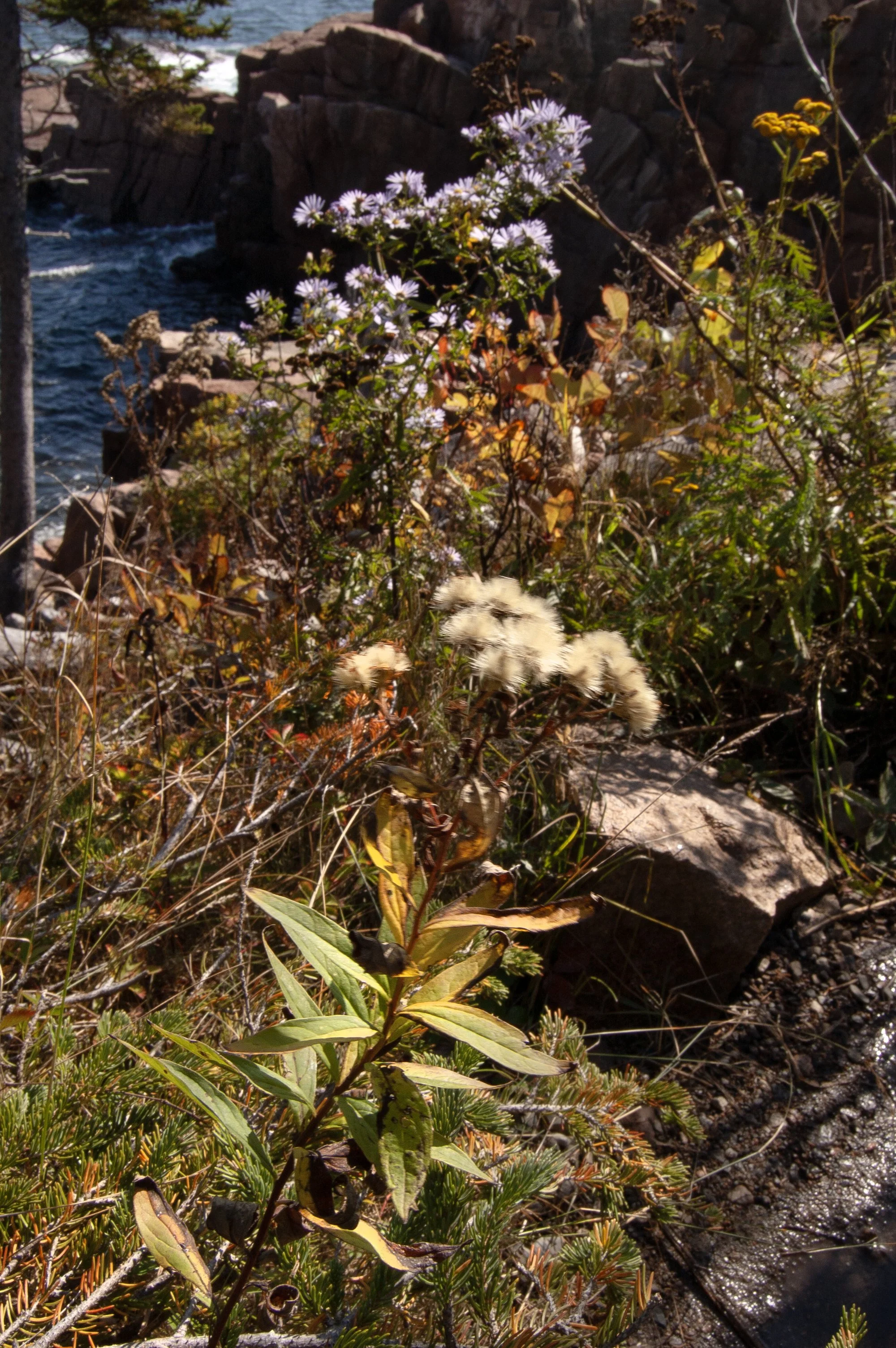 Acadia National Park 10072014 09D .jpg