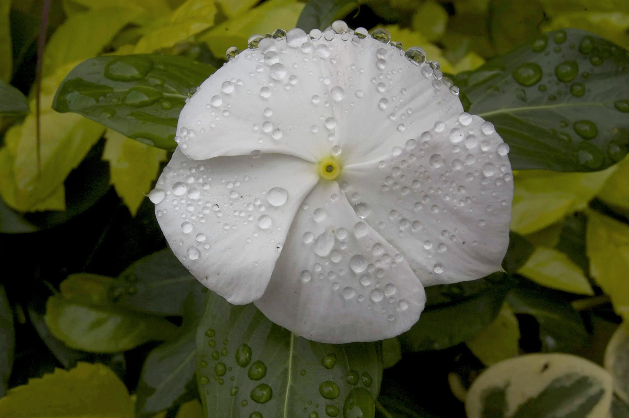 Woods Hole 10042014 07.jpg