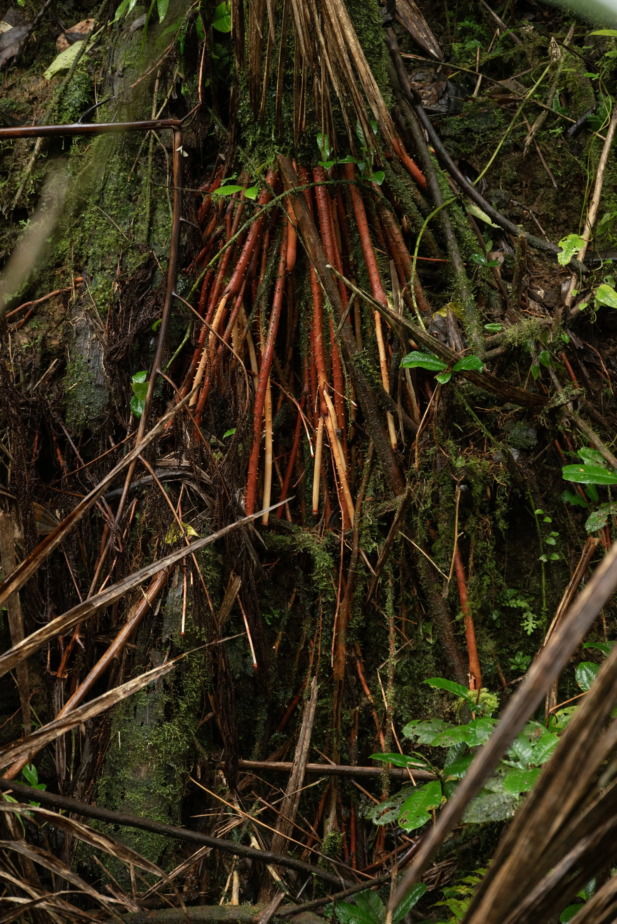 El Yunque PR 03222026 13C.jpg