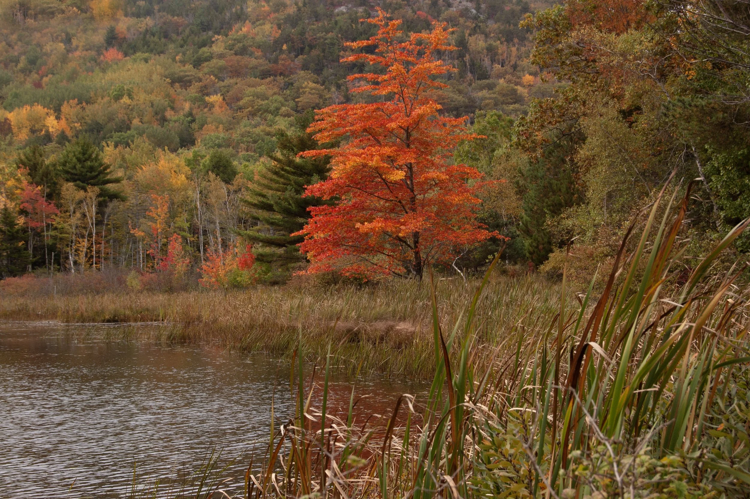 Acadia National Park 10072014 01.jpg